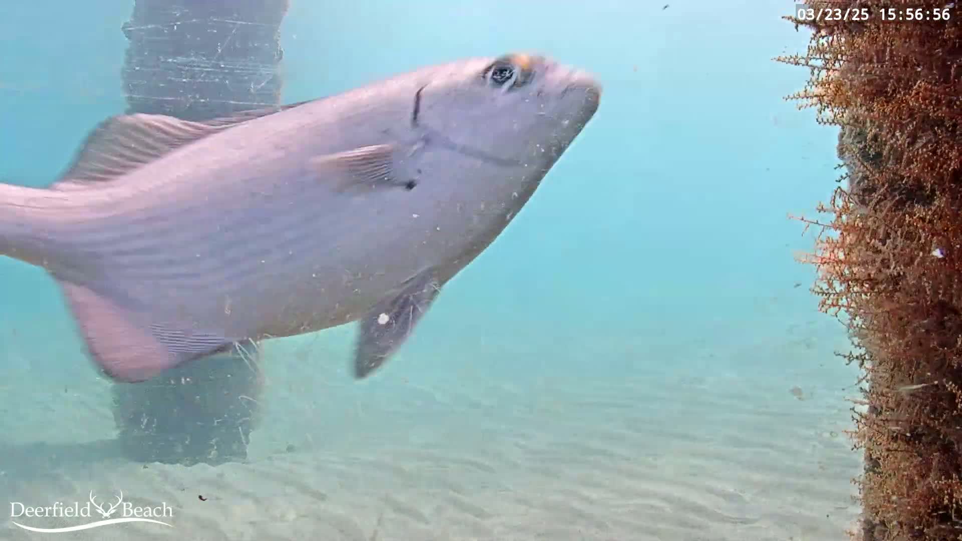 A large, light-gray fish swims near a pier piling in clear, shallow, light-blue water.