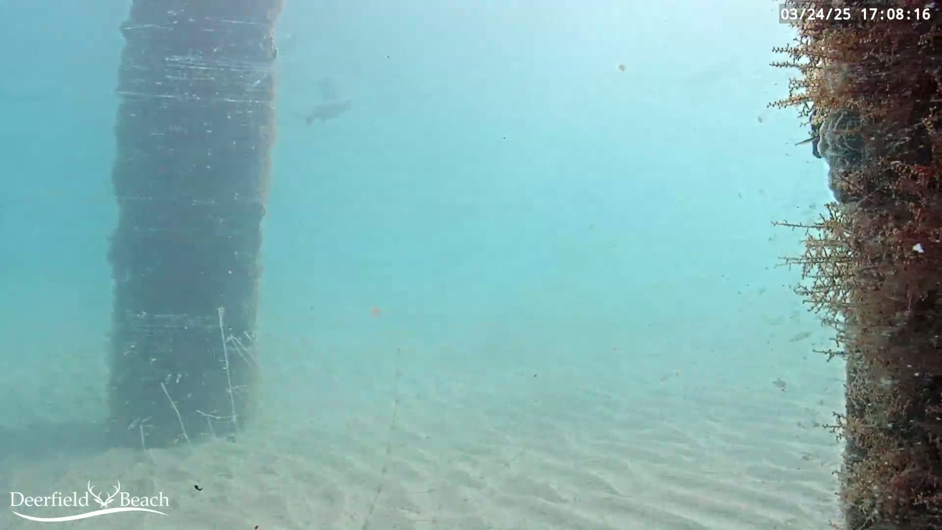 An underwater scene shows a sandy seabed with a large, dark vertical structure covered in marine growth, and another smaller structure with similar growth in the foreground.