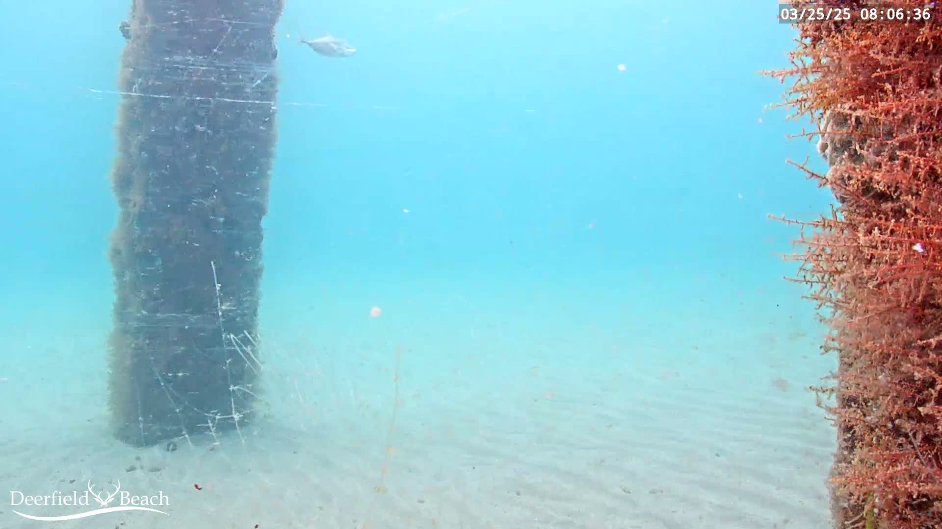 An underwater view shows a sandy ocean floor with two pilings, one covered in dark-colored marine growth and the other in reddish-brown growth, and a single fish swimming nearby in clear, light-blue water.