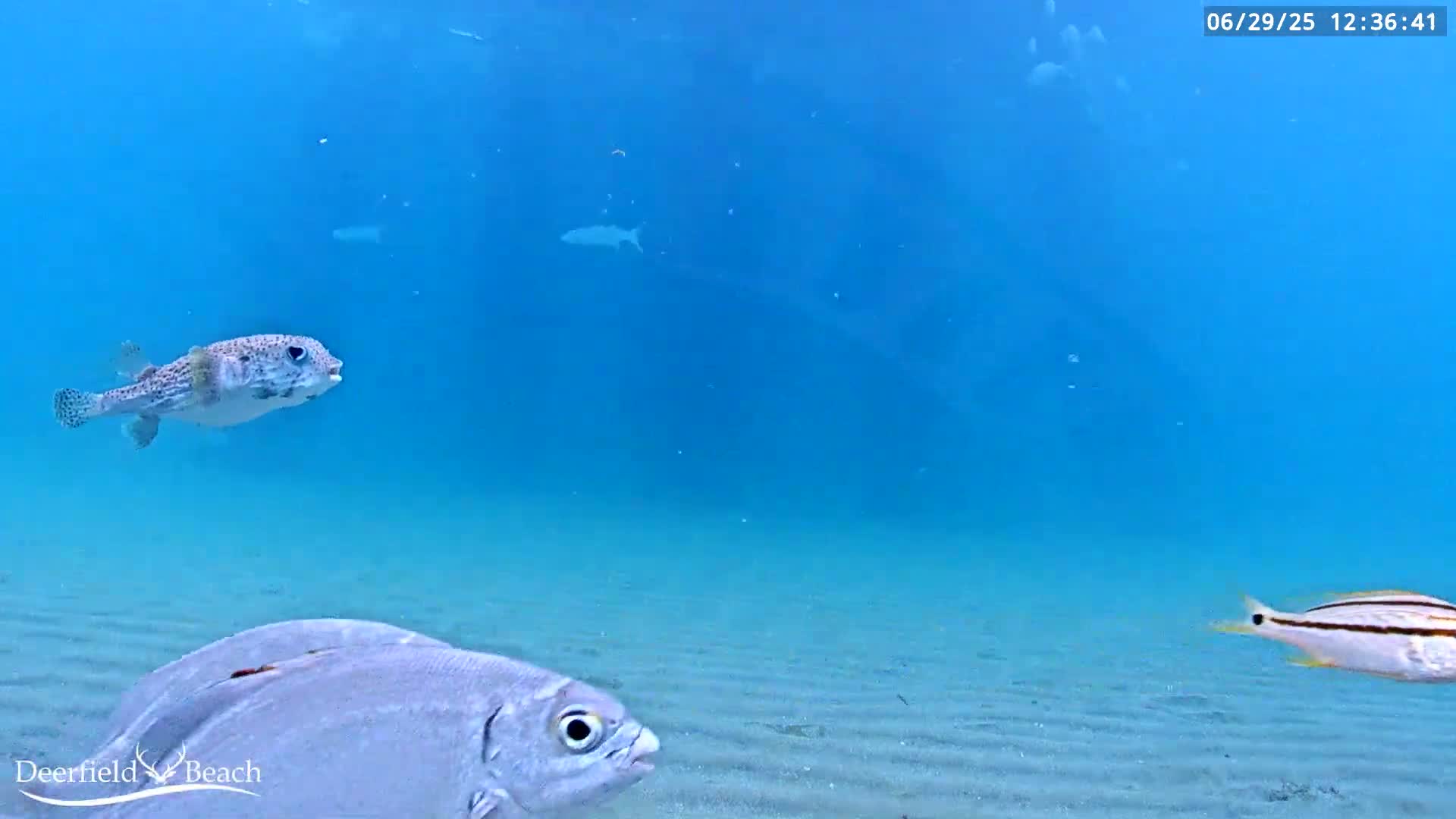Deerfield Beach Atlantic Underwater Fish World Live Cam - Deerfield Beach, Broward, Florida, USA