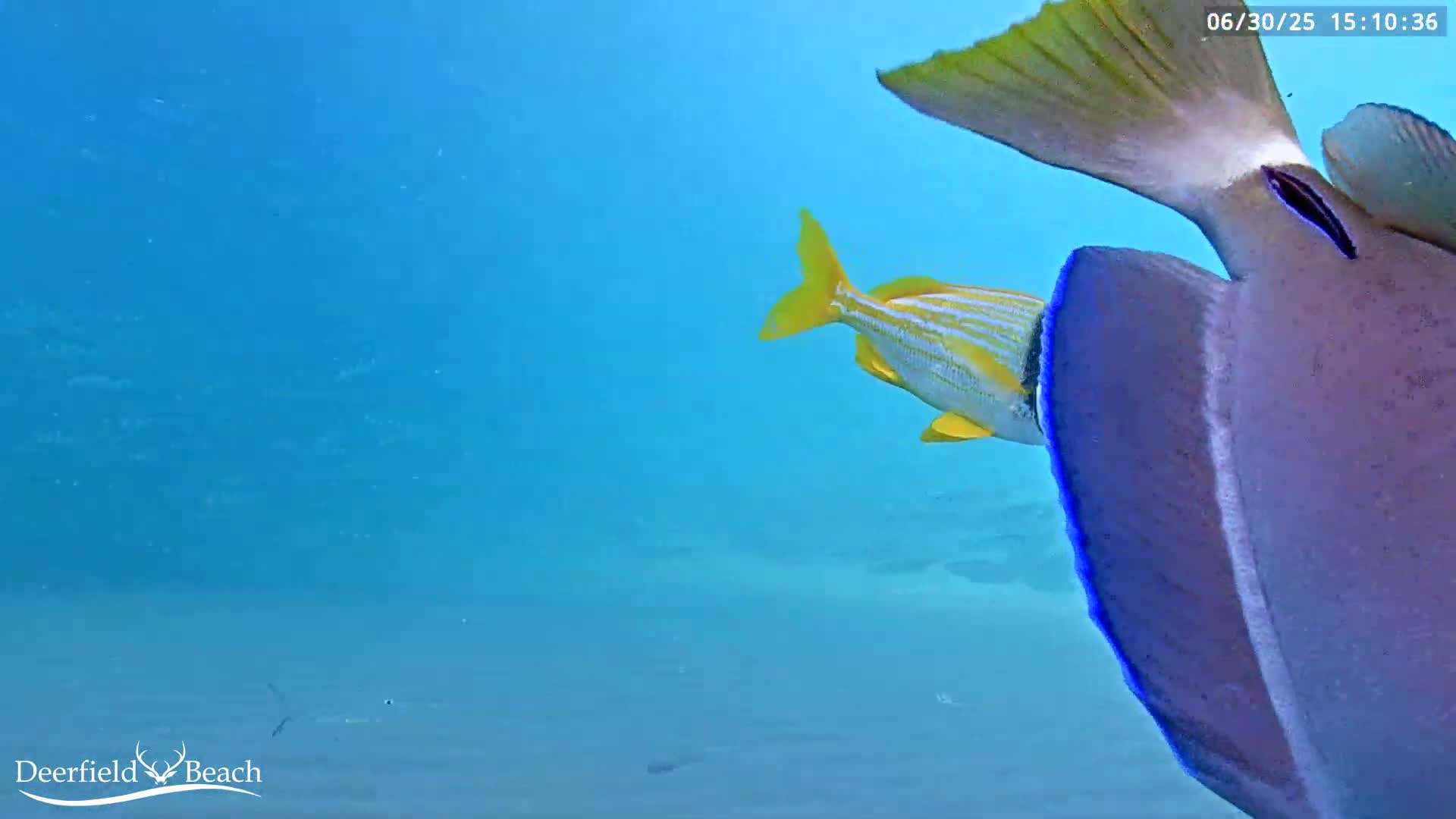 Deerfield Beach Atlantic Underwater Fish World Live Cam - Deerfield Beach, Broward, Florida, USA