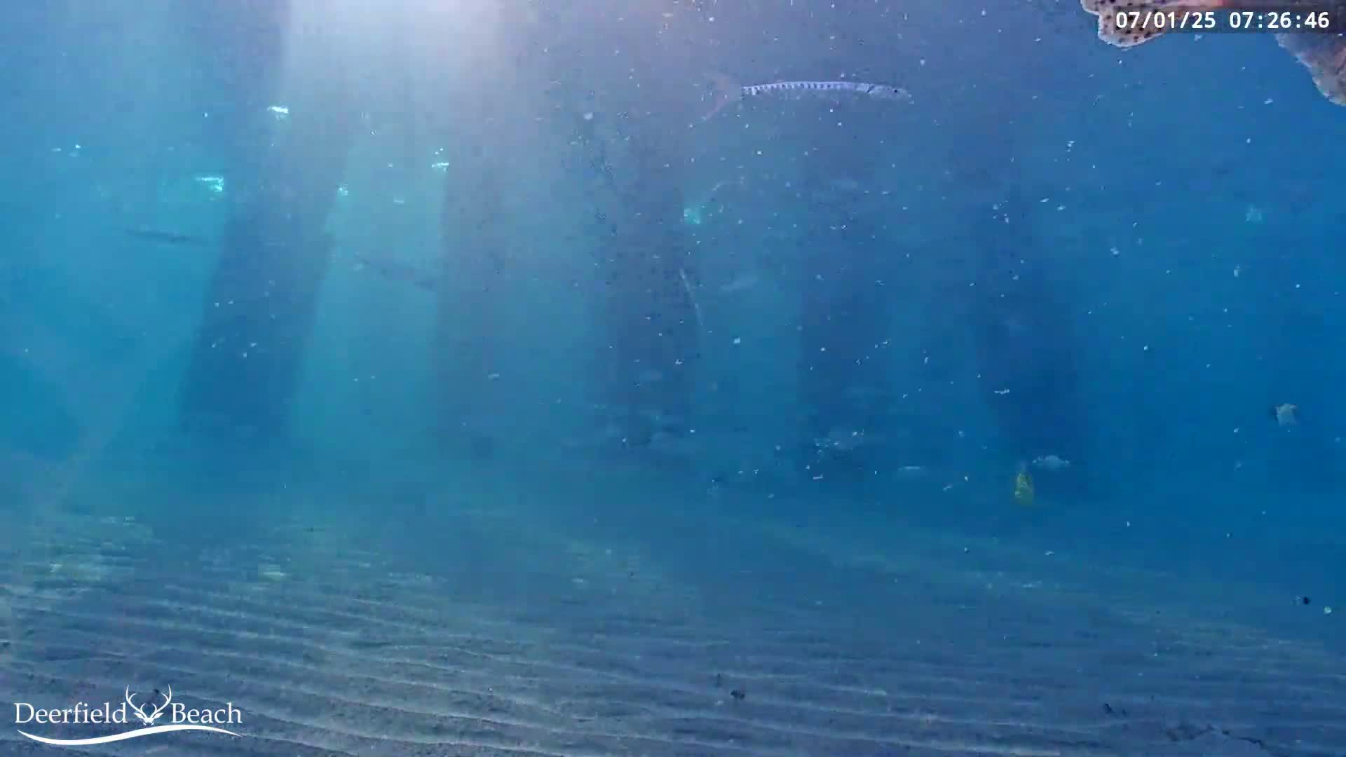 Deerfield Beach Atlantic Underwater Fish World Live Cam - Deerfield Beach, Broward, Florida, USA