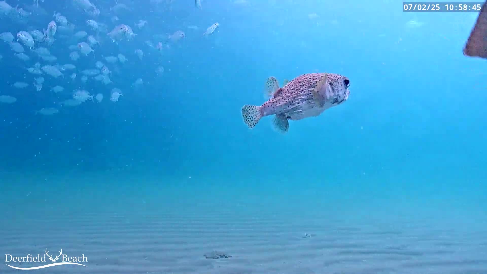Deerfield Beach Atlantic Underwater Fish World Live Cam - Deerfield Beach, Broward, Florida, USA