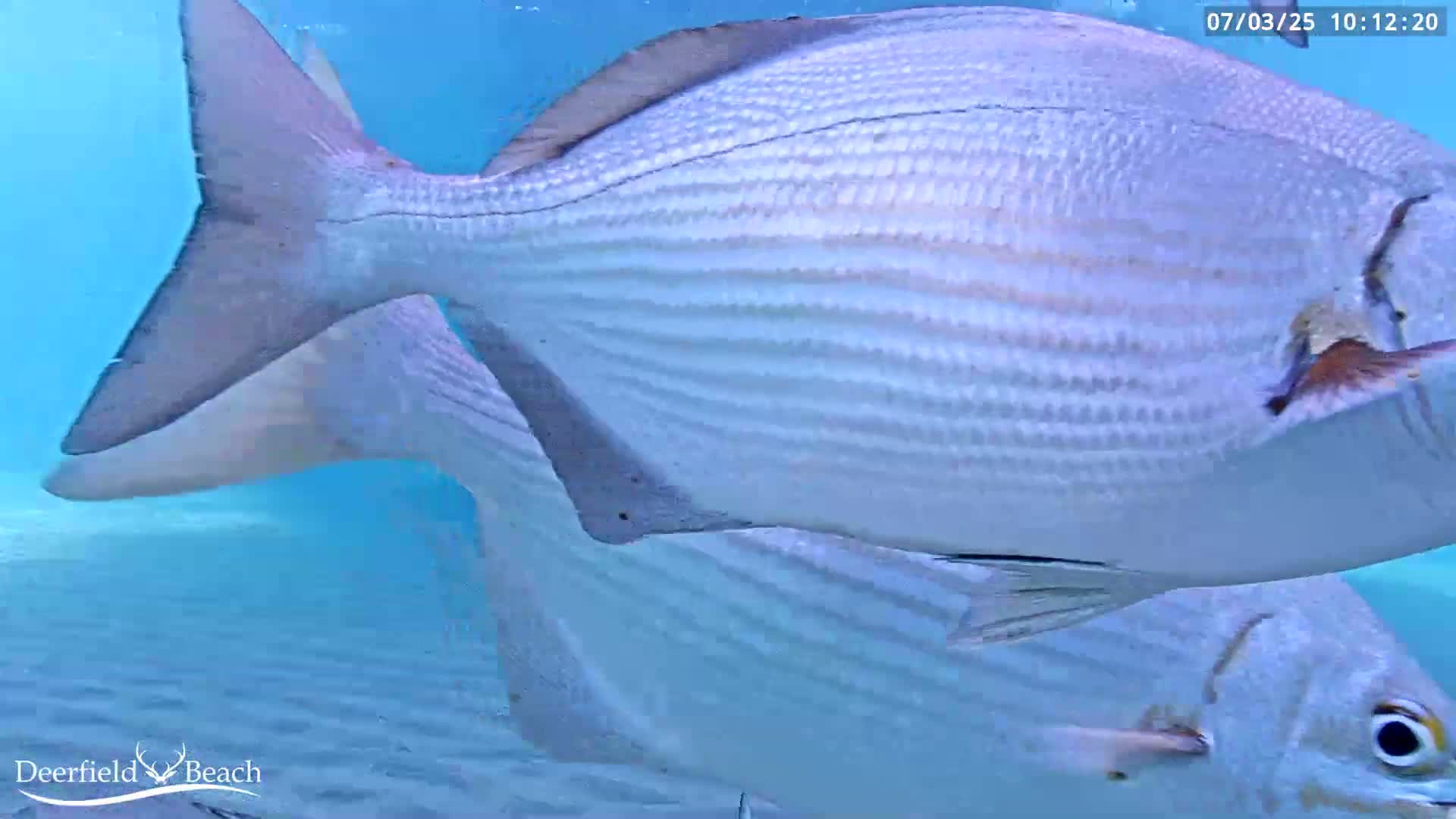 Deerfield Beach Atlantic Underwater Fish World Live Cam - Deerfield Beach, Broward, Florida, USA