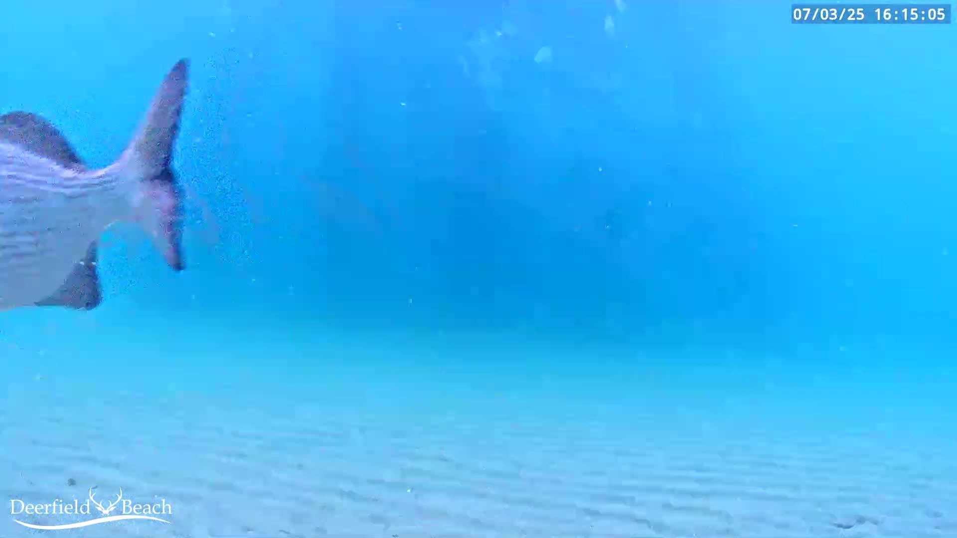 Deerfield Beach Atlantic Underwater Fish World Live Cam - Deerfield Beach, Broward, Florida, USA