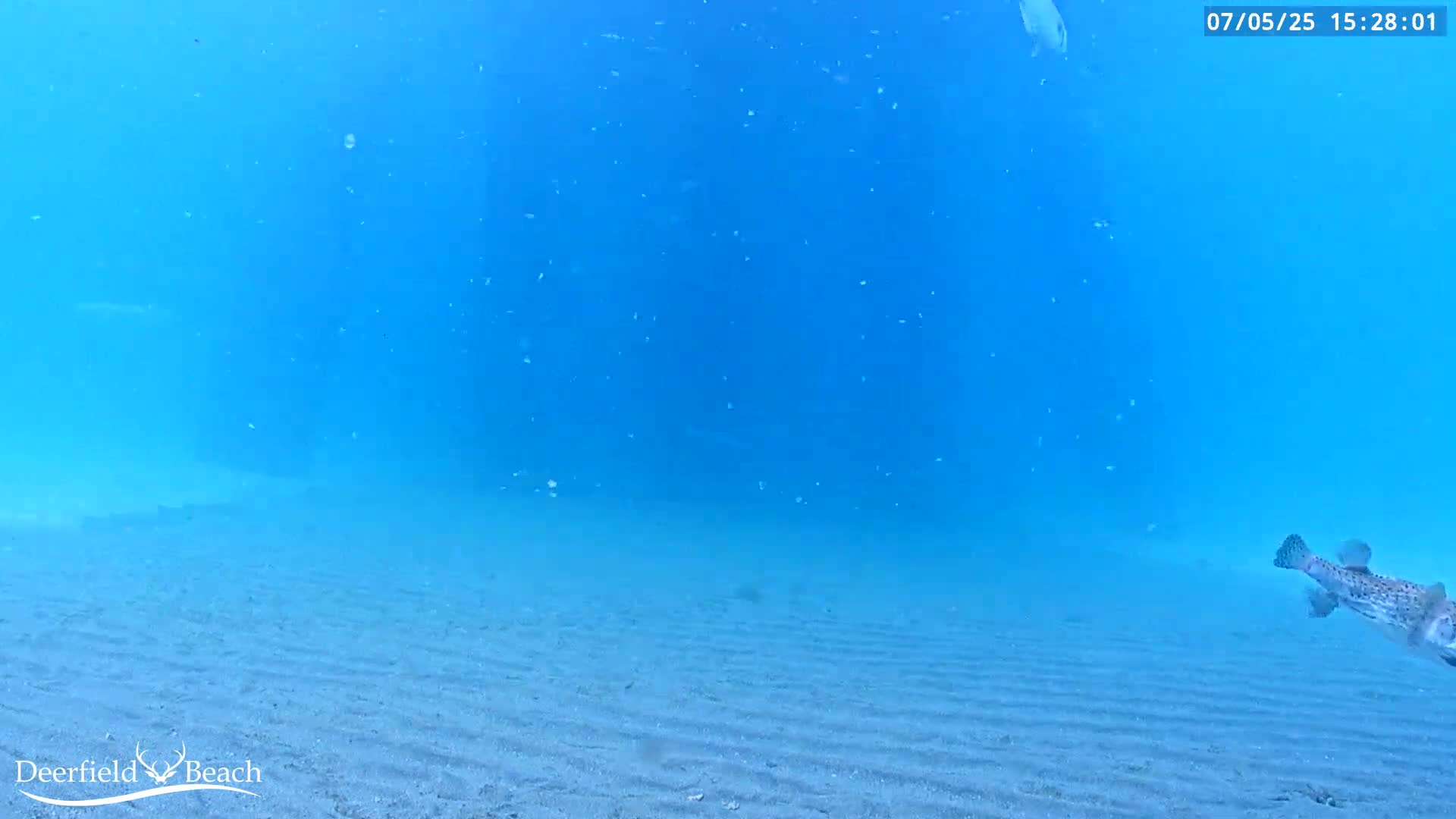 Deerfield Beach Atlantic Underwater Fish World Live Cam - Deerfield Beach, Broward, Florida, USA