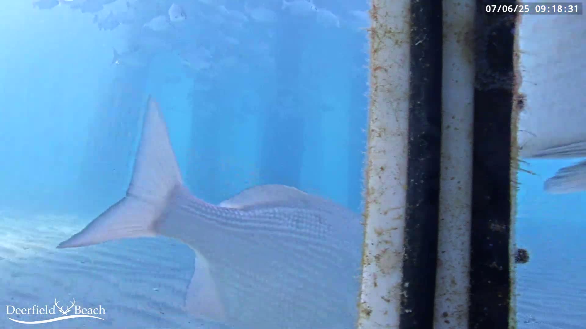 Deerfield Beach Atlantic Underwater Fish World Live Cam - Deerfield Beach, Broward, Florida, USA