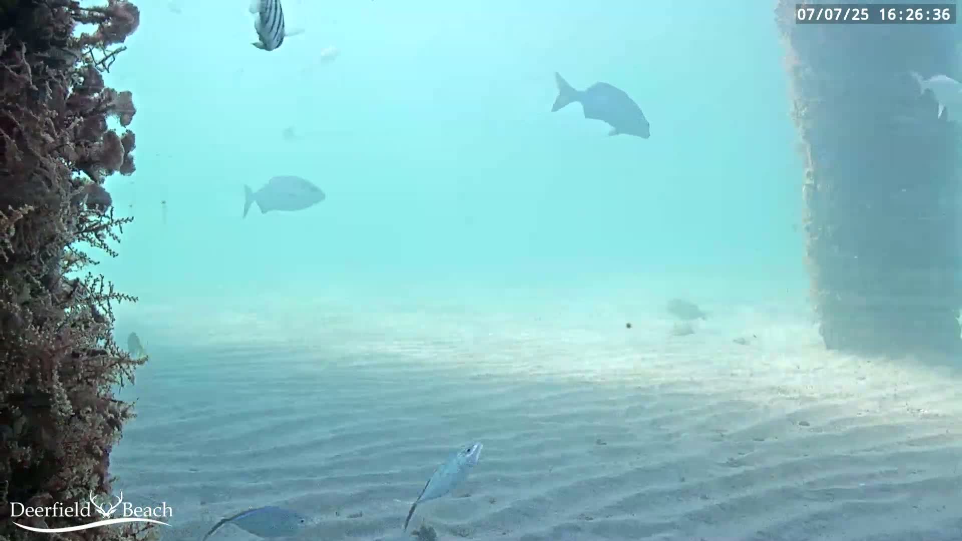 Deerfield Beach Atlantic Underwater Fish World Live Cam - Deerfield Beach, Broward, Florida, USA