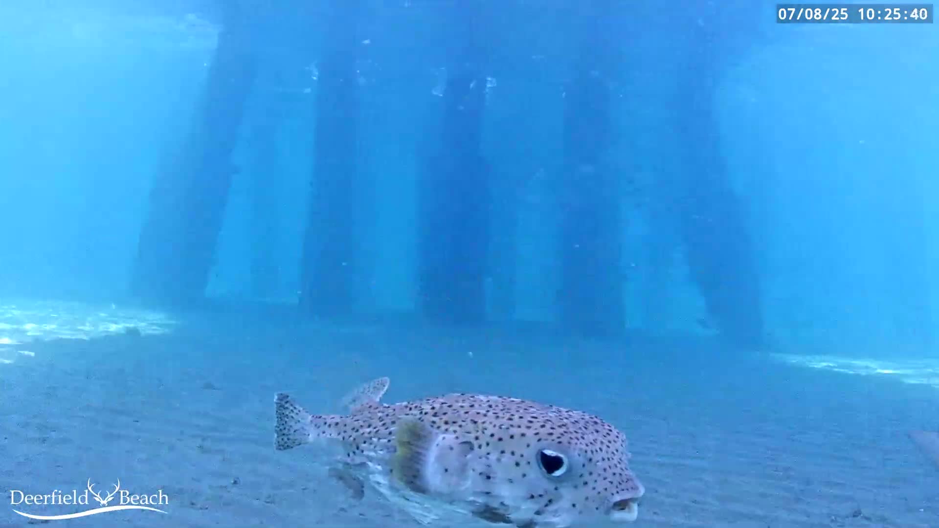 Deerfield Beach Atlantic Underwater Fish World Live Cam - Deerfield Beach, Broward, Florida, USA