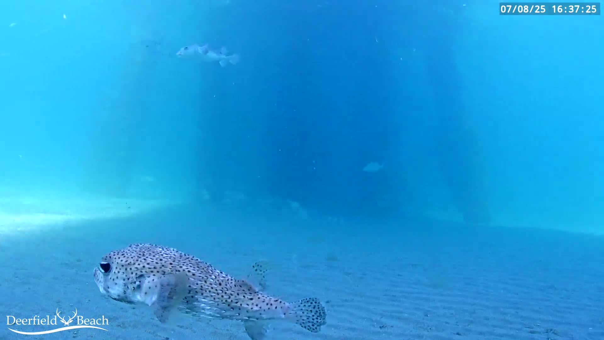 Deerfield Beach Atlantic Underwater Fish World Live Cam - Deerfield Beach, Broward, Florida, USA