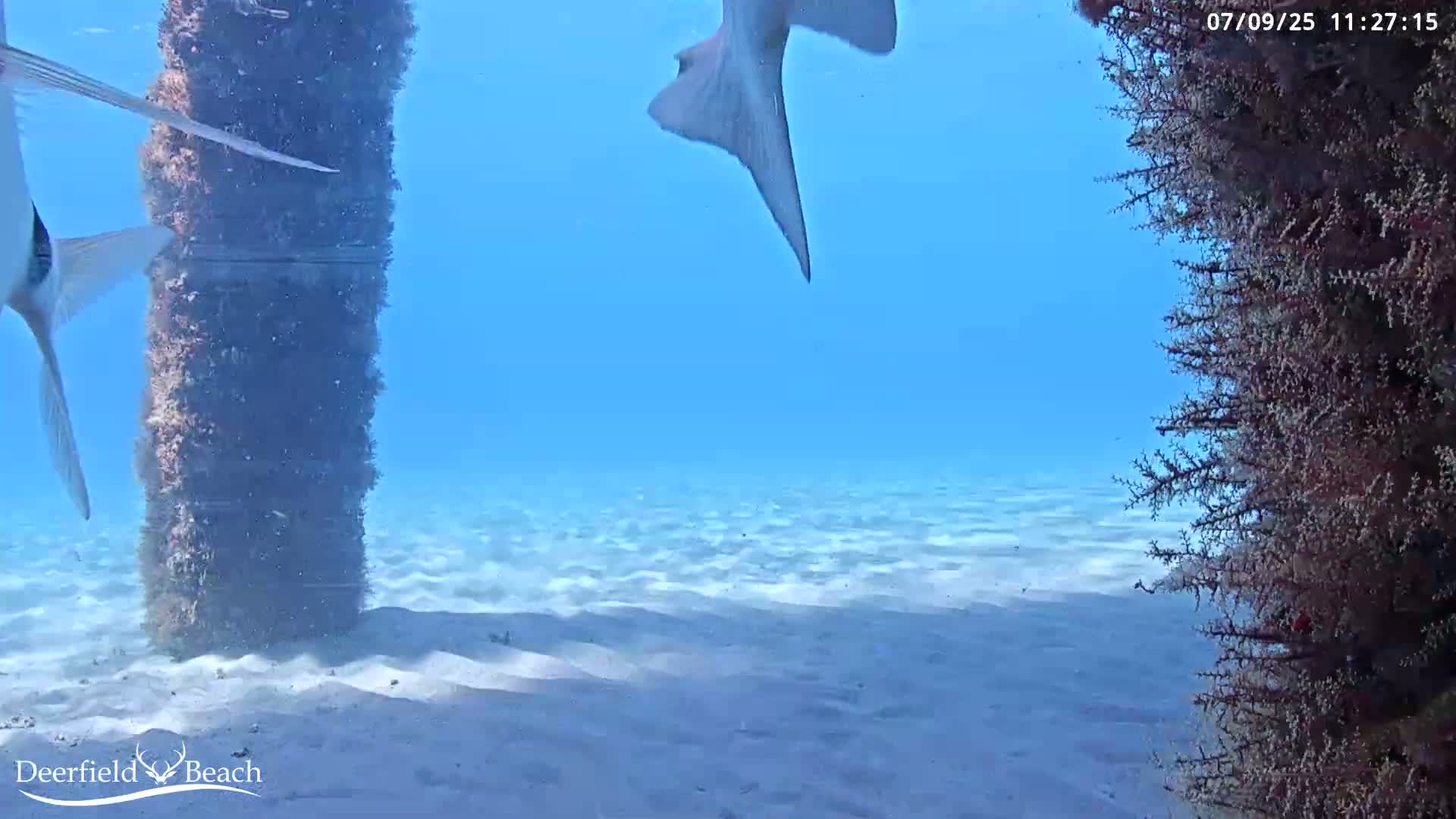 Deerfield Beach Atlantic Underwater Fish World Live Cam - Deerfield Beach, Broward, Florida, USA