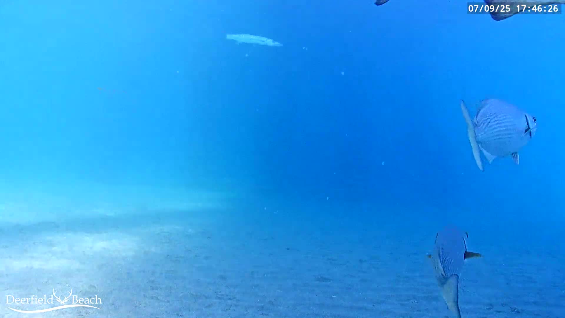 Deerfield Beach Atlantic Underwater Fish World Live Cam - Deerfield Beach, Broward, Florida, USA