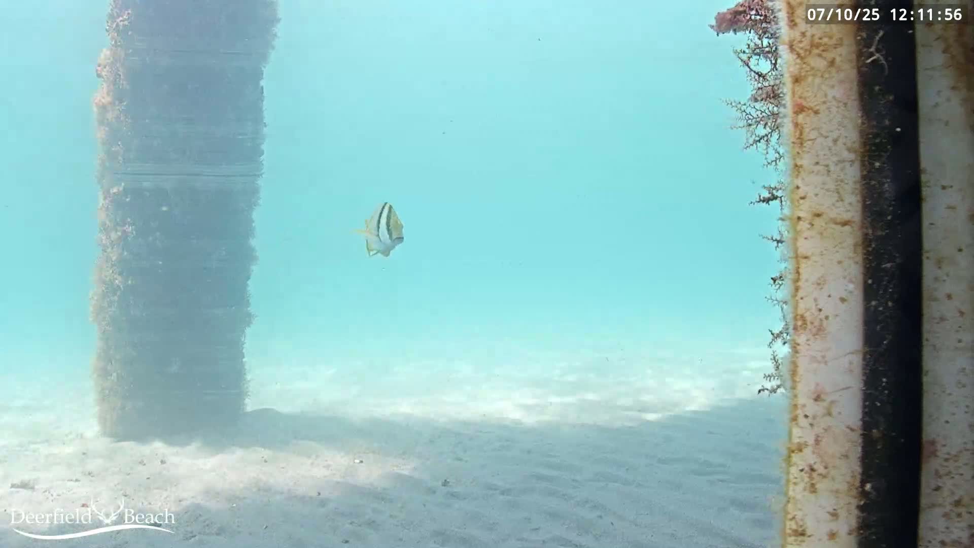 Deerfield Beach Atlantic Underwater Fish World Live Cam - Deerfield Beach, Broward, Florida, USA