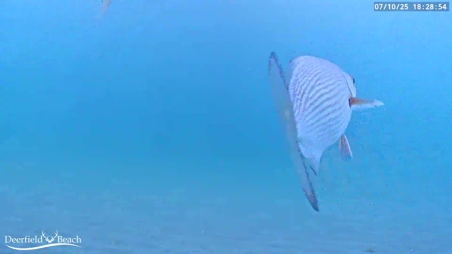 Deerfield Beach Atlantic Underwater Fish World Live Cam - Deerfield Beach, Broward, Florida, USA