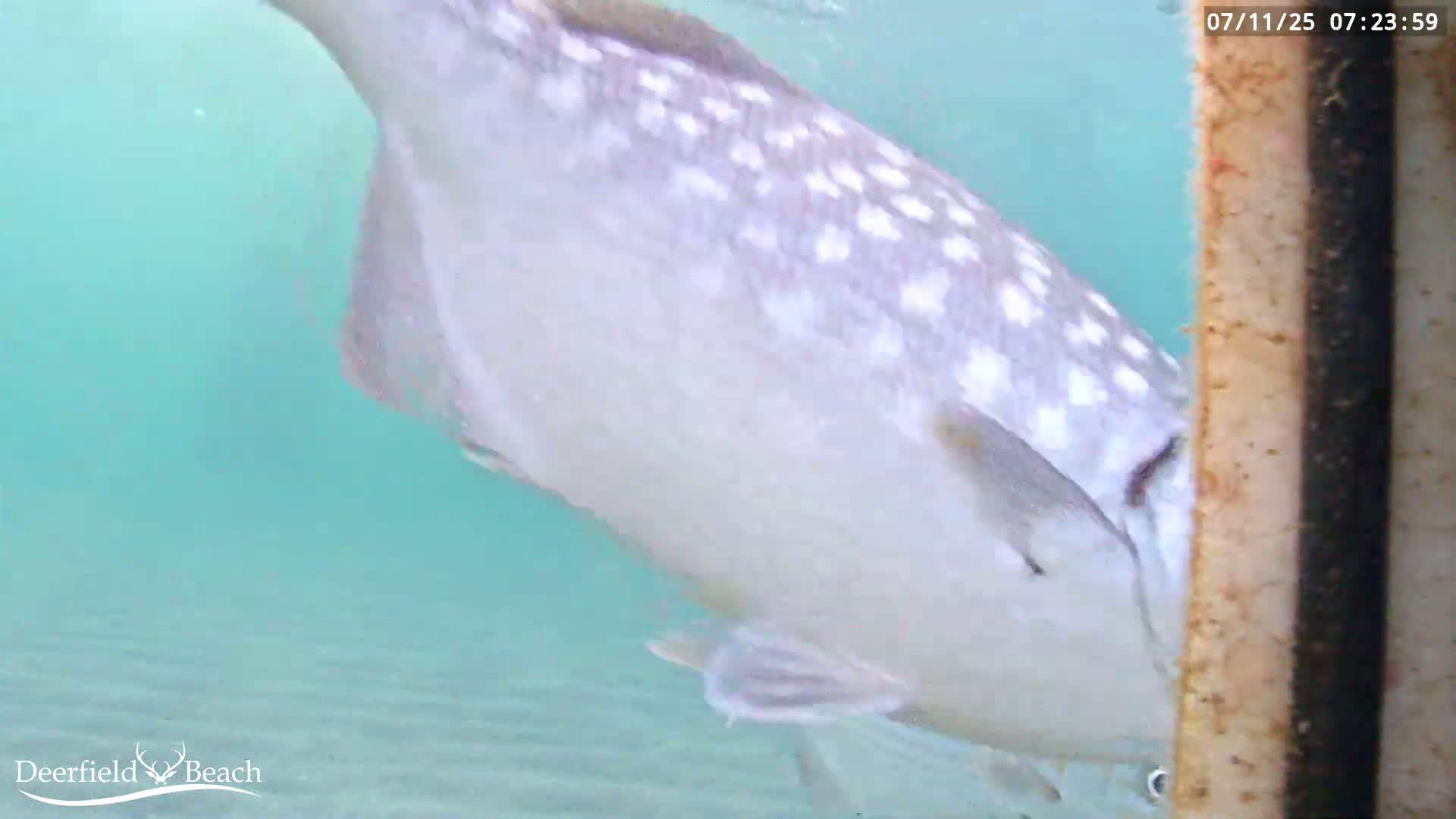 Deerfield Beach Atlantic Underwater Fish World Live Cam - Deerfield Beach, Broward, Florida, USA