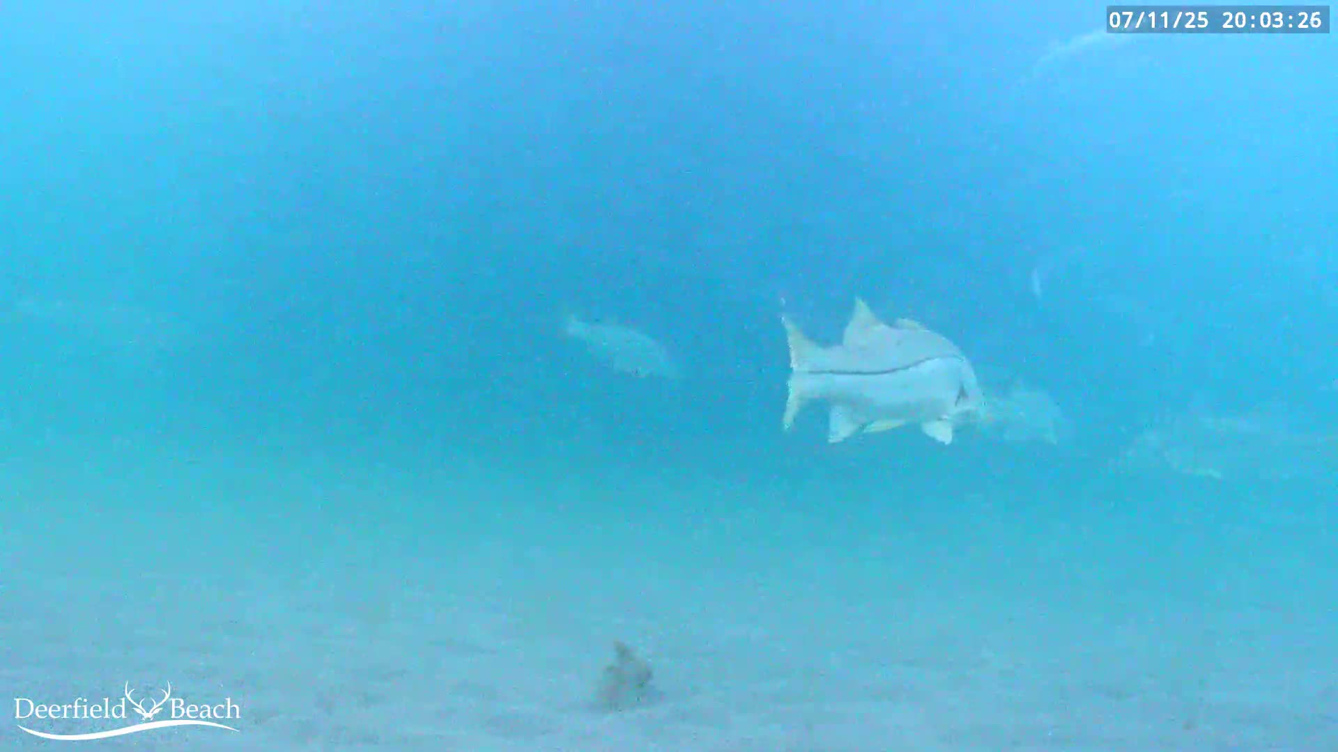 Deerfield Beach Atlantic Underwater Fish World Live Cam - Deerfield Beach, Broward, Florida, USA