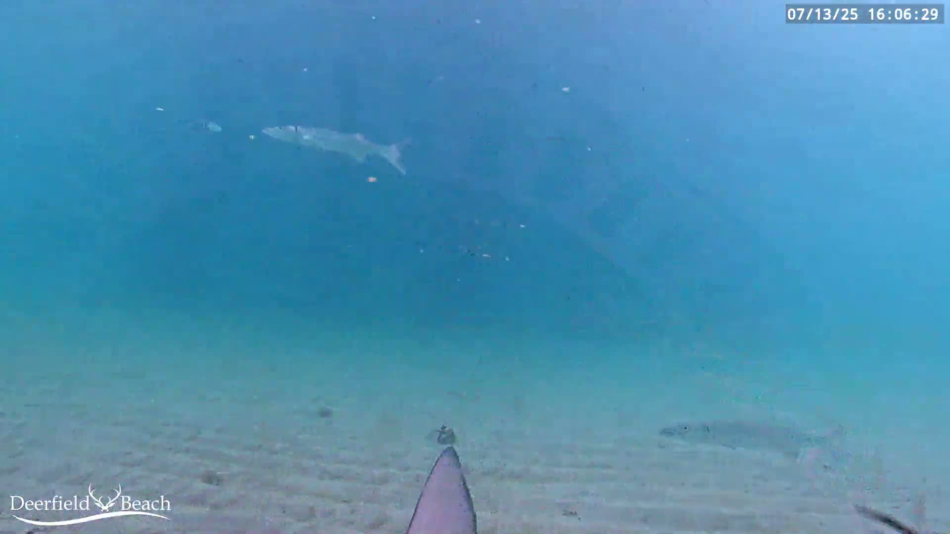 Deerfield Beach Atlantic Underwater Fish World Live Cam - Deerfield Beach, Broward, Florida, USA