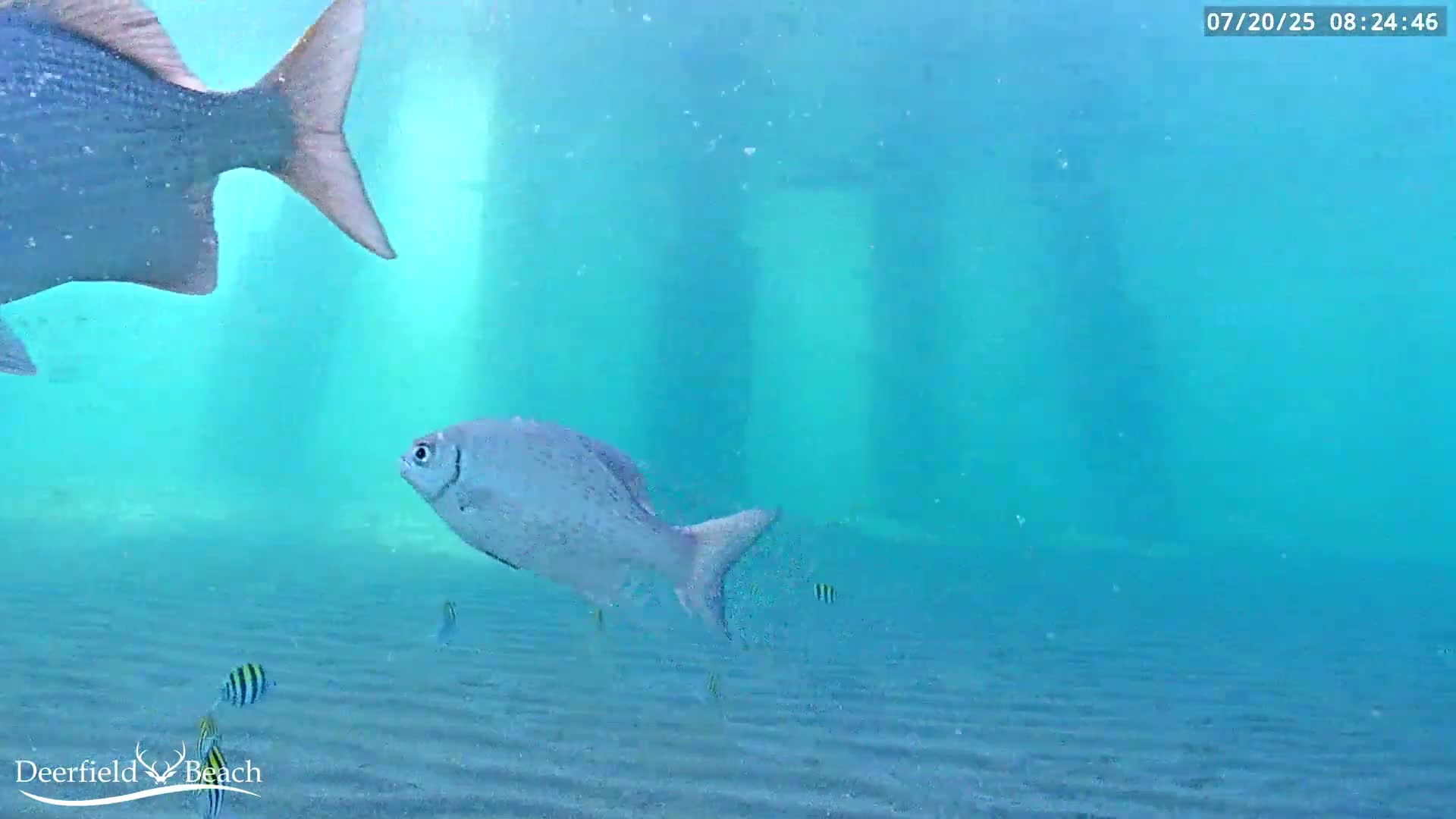 Deerfield Beach Atlantic Underwater Fish World Live Cam - Deerfield Beach, Broward, Florida, USA