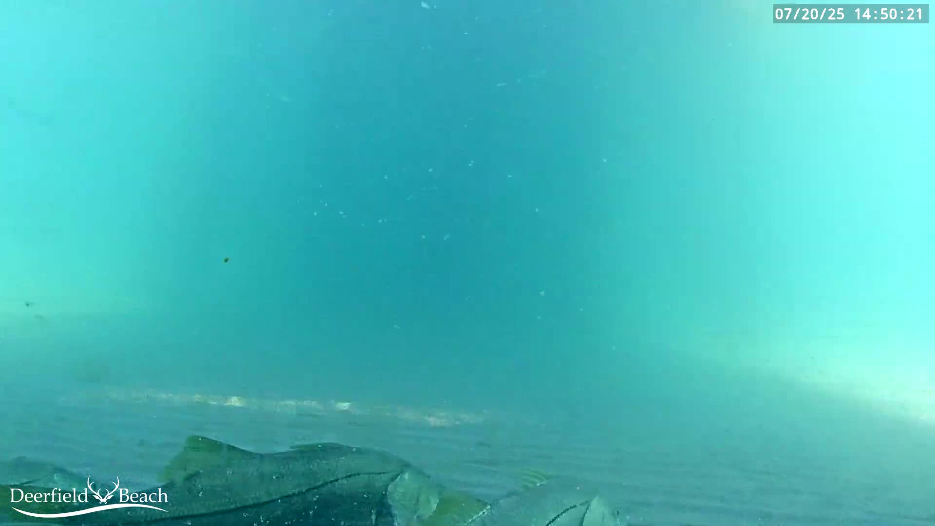 Deerfield Beach Atlantic Underwater Fish World Live Cam - Deerfield Beach, Broward, Florida, USA