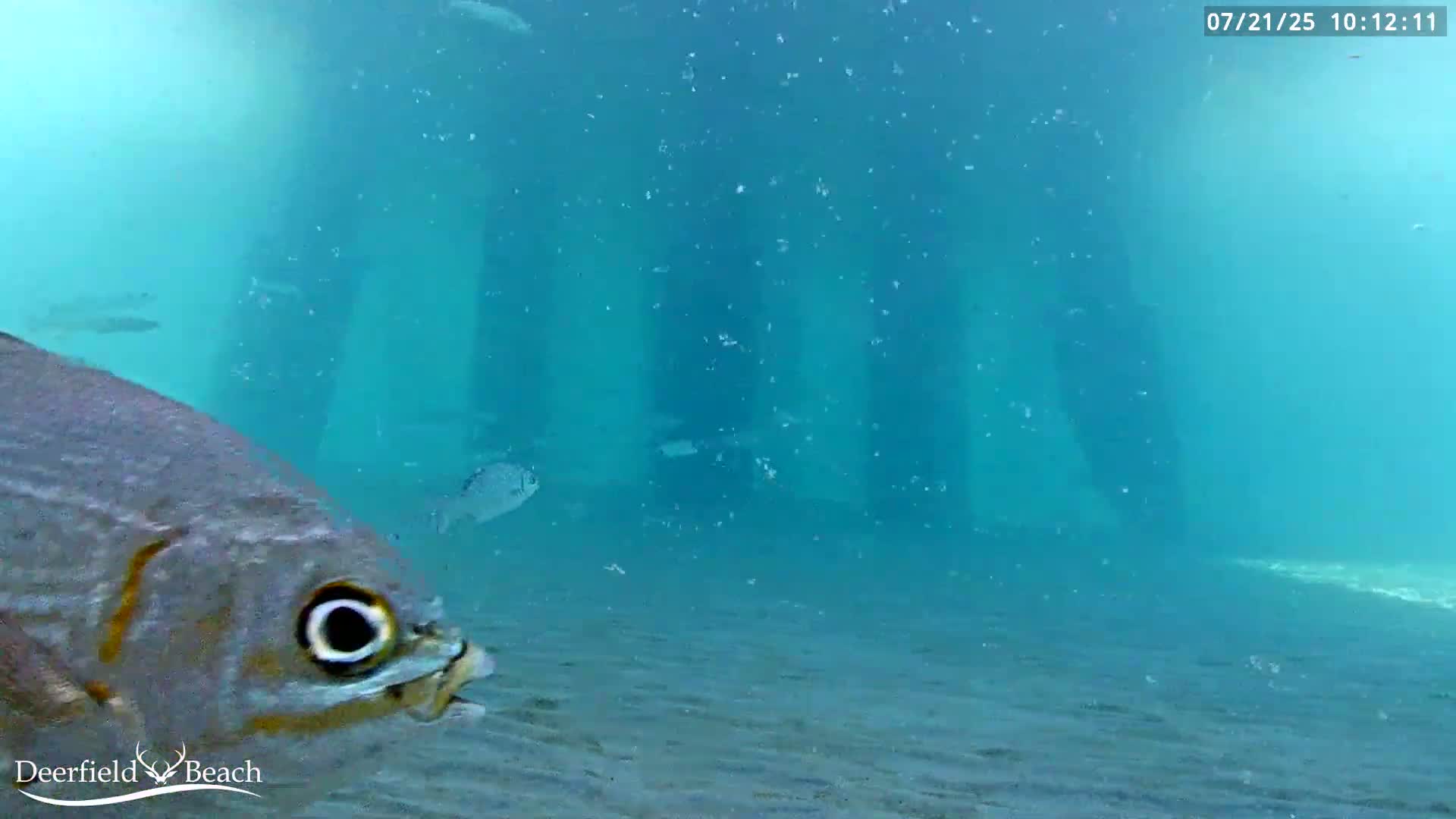 Deerfield Beach Atlantic Underwater Fish World Live Cam - Deerfield Beach, Broward, Florida, USA