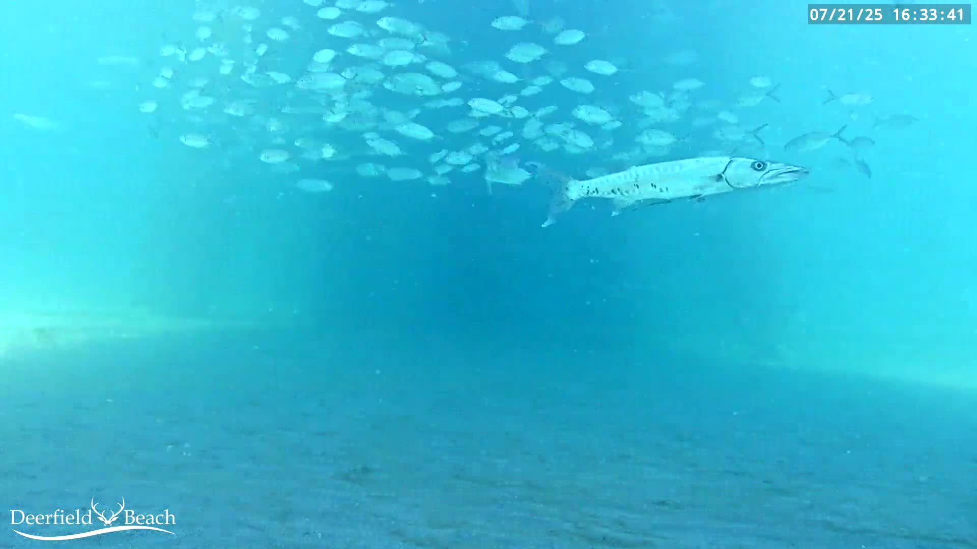 Deerfield Beach Atlantic Underwater Fish World Live Cam - Deerfield Beach, Broward, Florida, USA