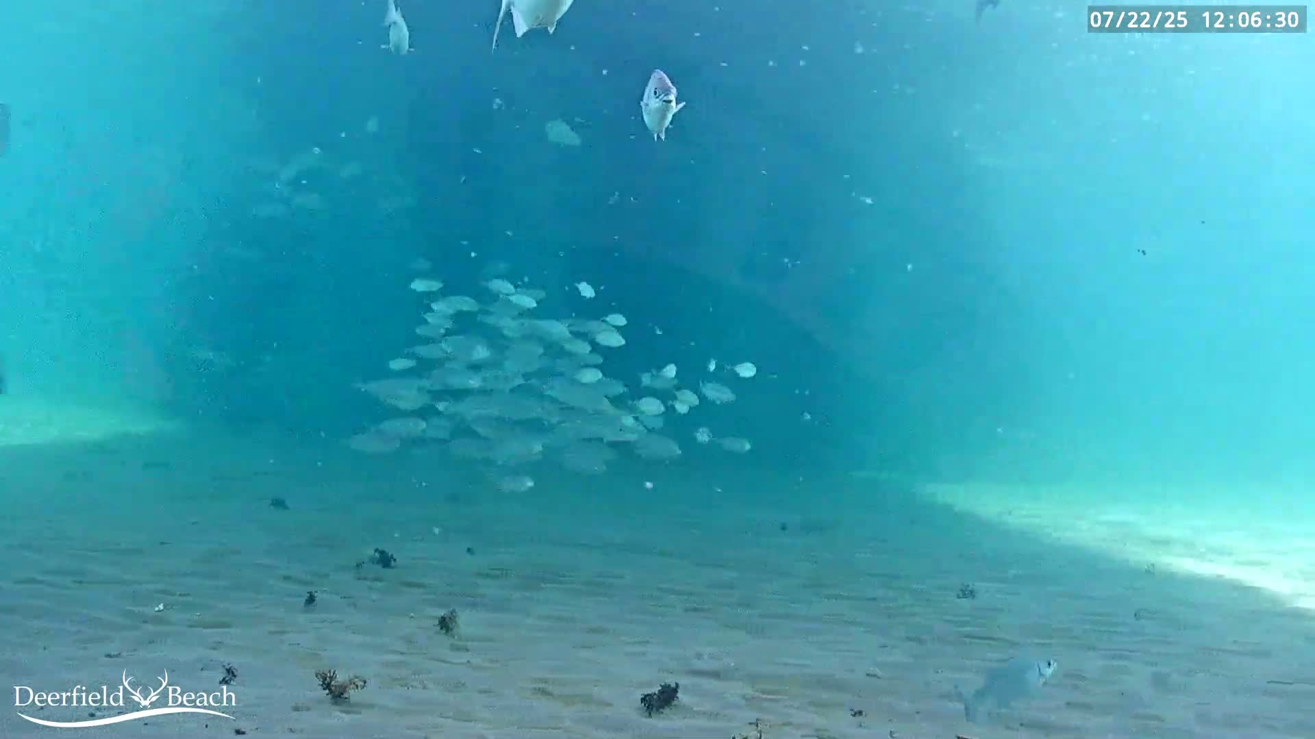 Deerfield Beach Atlantic Underwater Fish World Live Cam - Deerfield Beach, Broward, Florida, USA