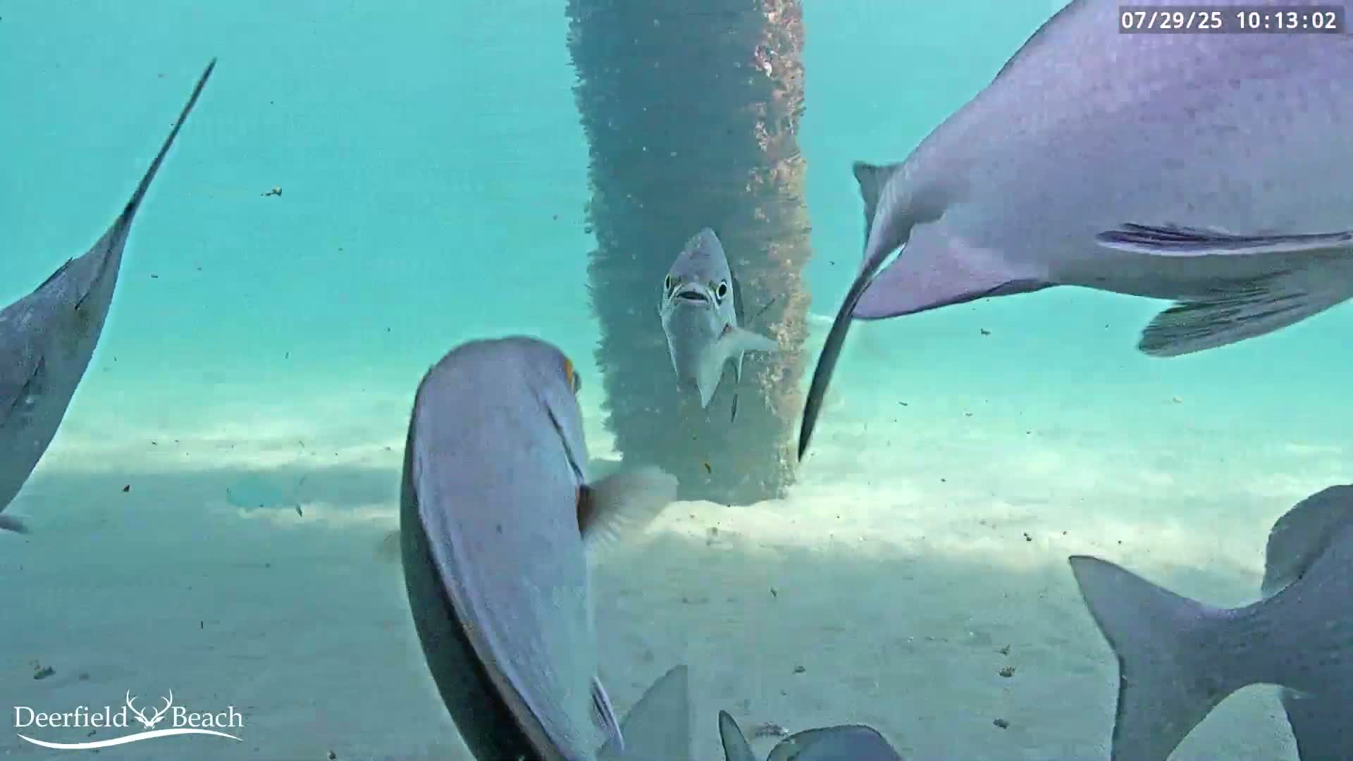Deerfield Beach Atlantic Underwater Fish World Live Cam - Deerfield Beach, Broward, Florida, USA