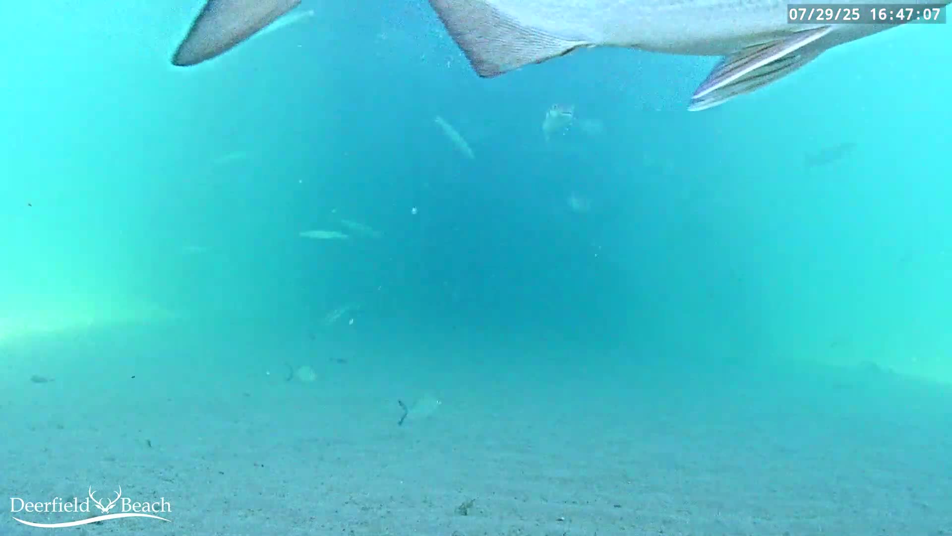 Deerfield Beach Atlantic Underwater Fish World Live Cam - Deerfield Beach, Broward, Florida, USA