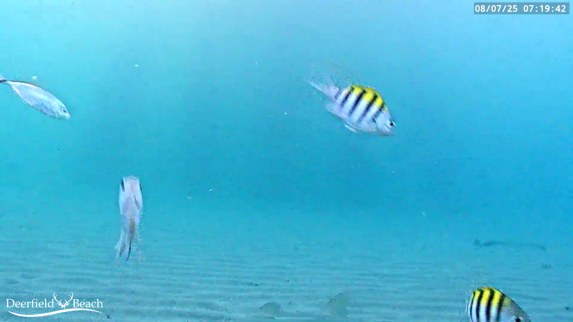 Deerfield Beach Atlantic Underwater Fish World Live Cam - Deerfield Beach, Broward, Florida, USA