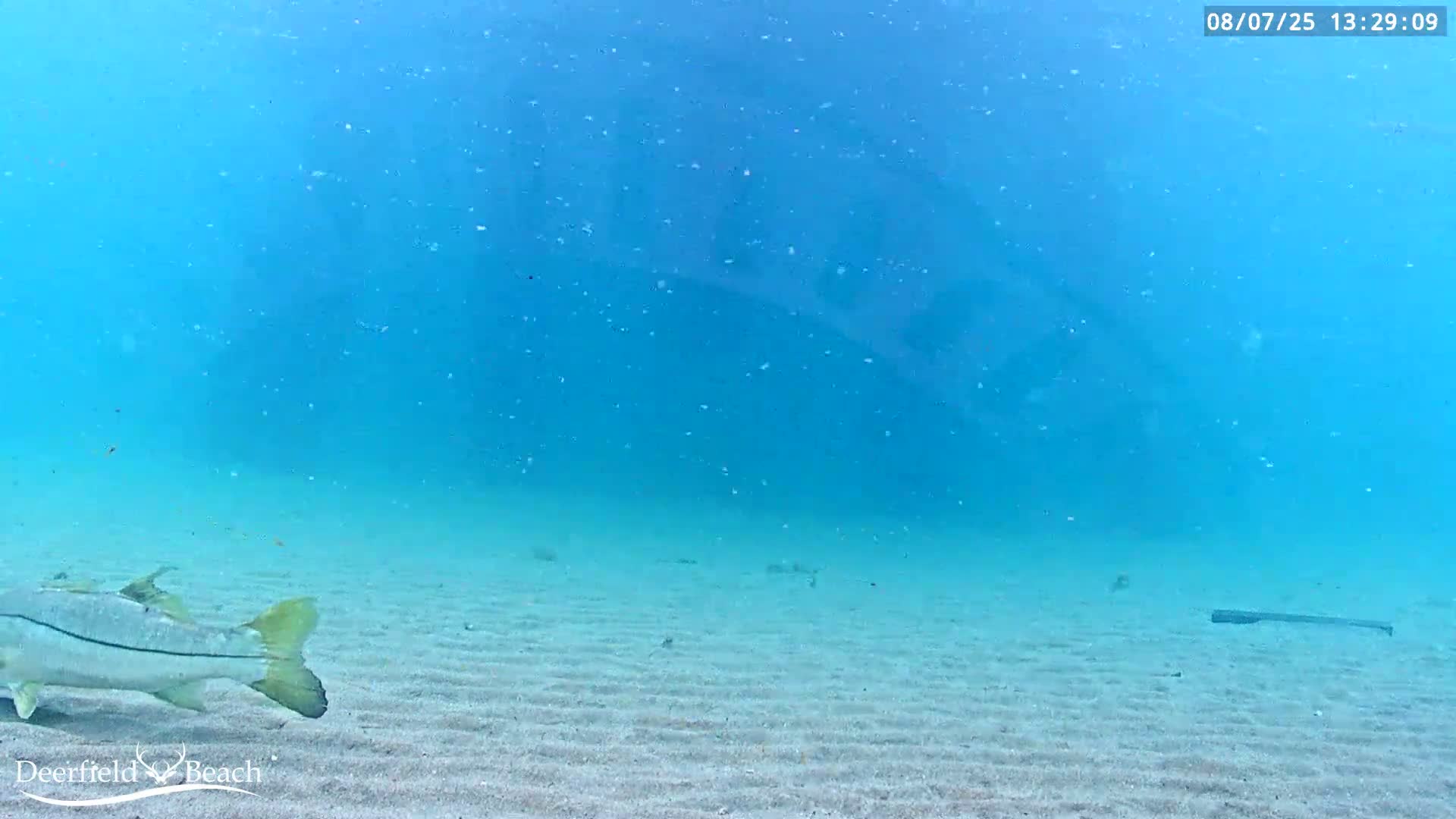 Deerfield Beach Atlantic Underwater Fish World Live Cam - Deerfield Beach, Broward, Florida, USA