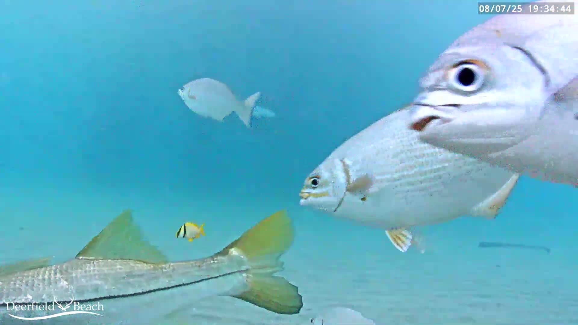 Deerfield Beach Atlantic Underwater Fish World Live Cam - Deerfield Beach, Broward, Florida, USA