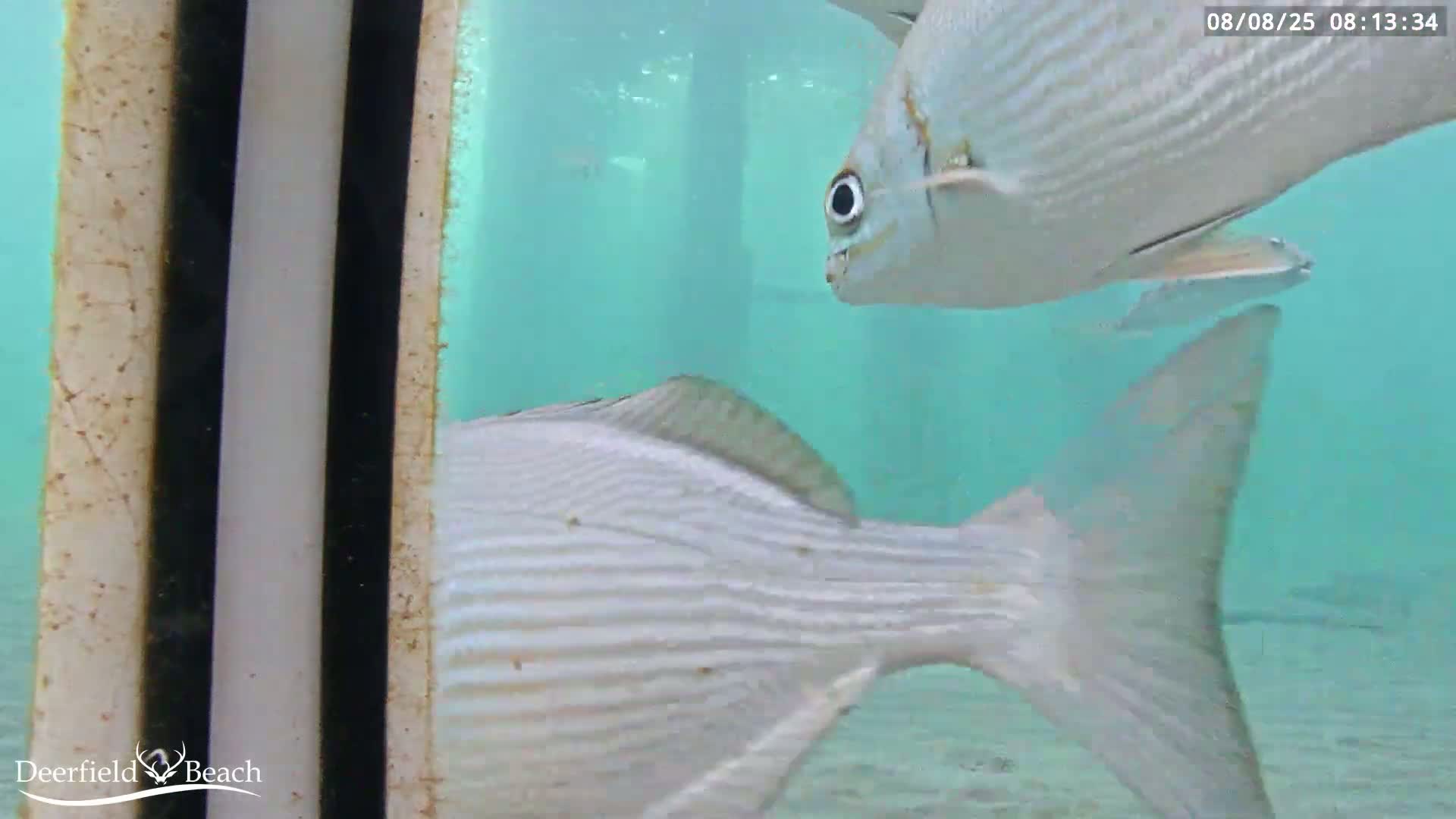 Deerfield Beach Atlantic Underwater Fish World Live Cam - Deerfield Beach, Broward, Florida, USA