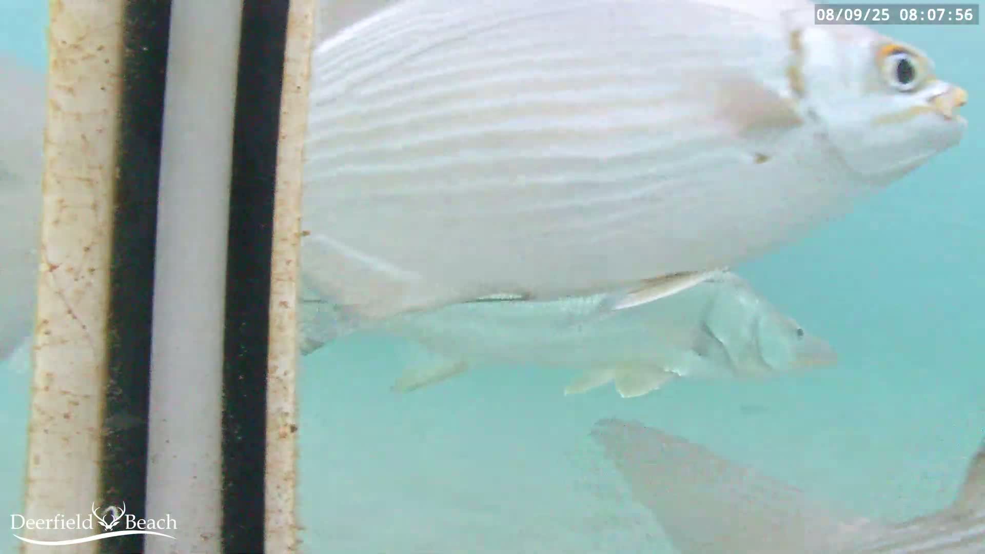 Deerfield Beach Atlantic Underwater Fish World Live Cam - Deerfield Beach, Broward, Florida, USA