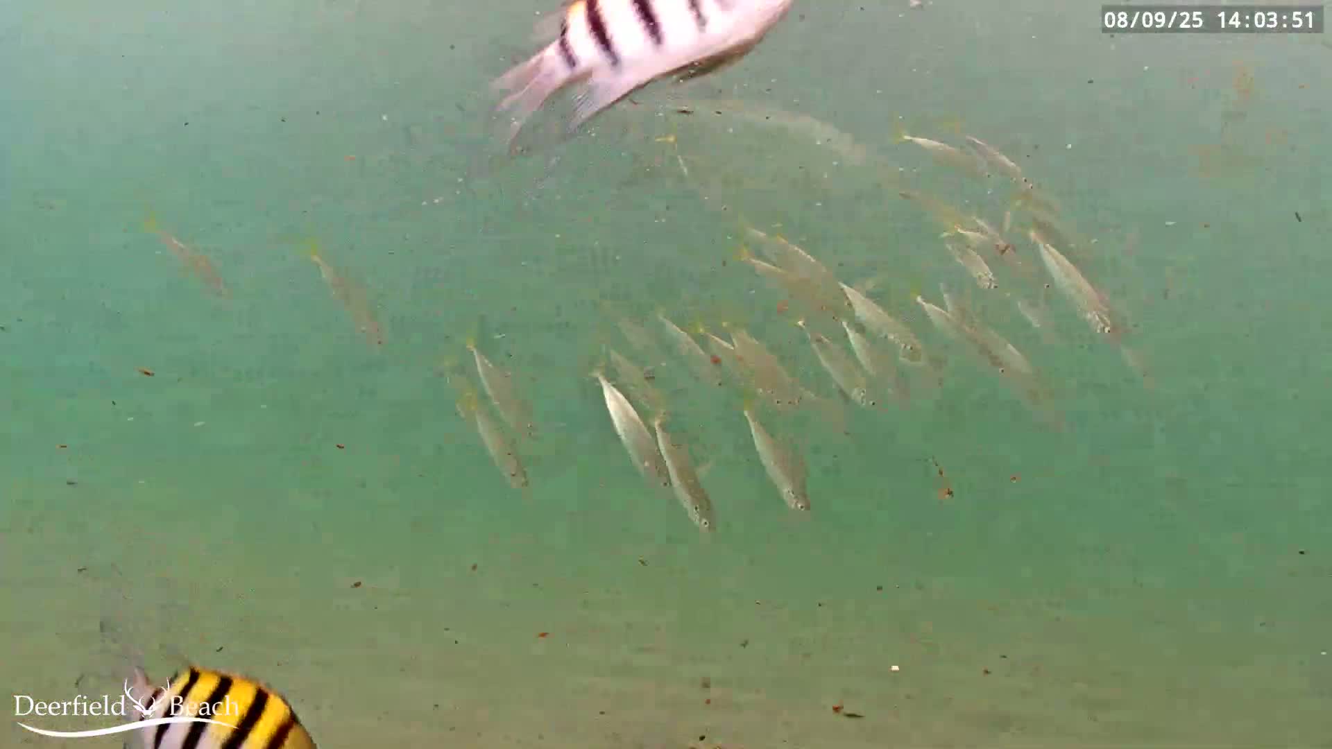Deerfield Beach Atlantic Underwater Fish World Live Cam - Deerfield Beach, Broward, Florida, USA