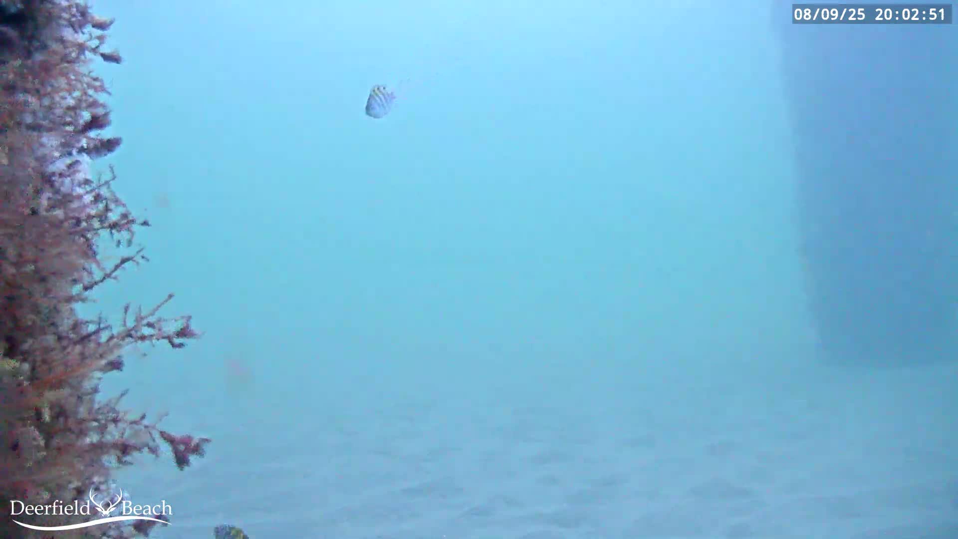 Deerfield Beach Atlantic Underwater Fish World Live Cam - Deerfield Beach, Broward, Florida, USA