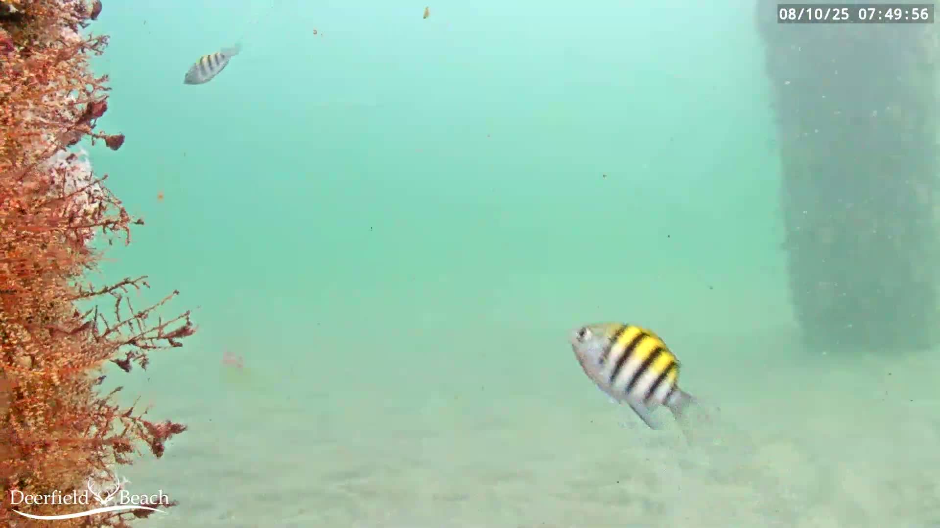 Deerfield Beach Atlantic Underwater Fish World Live Cam - Deerfield Beach, Broward, Florida, USA