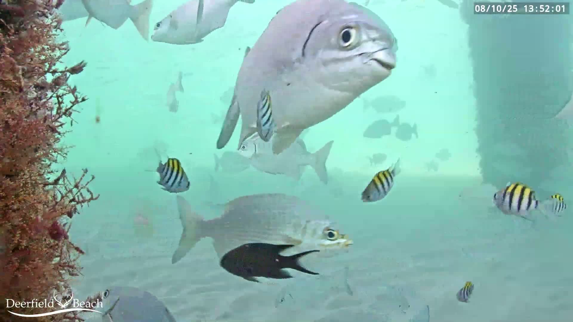 Deerfield Beach Atlantic Underwater Fish World Live Cam - Deerfield Beach, Broward, Florida, USA
