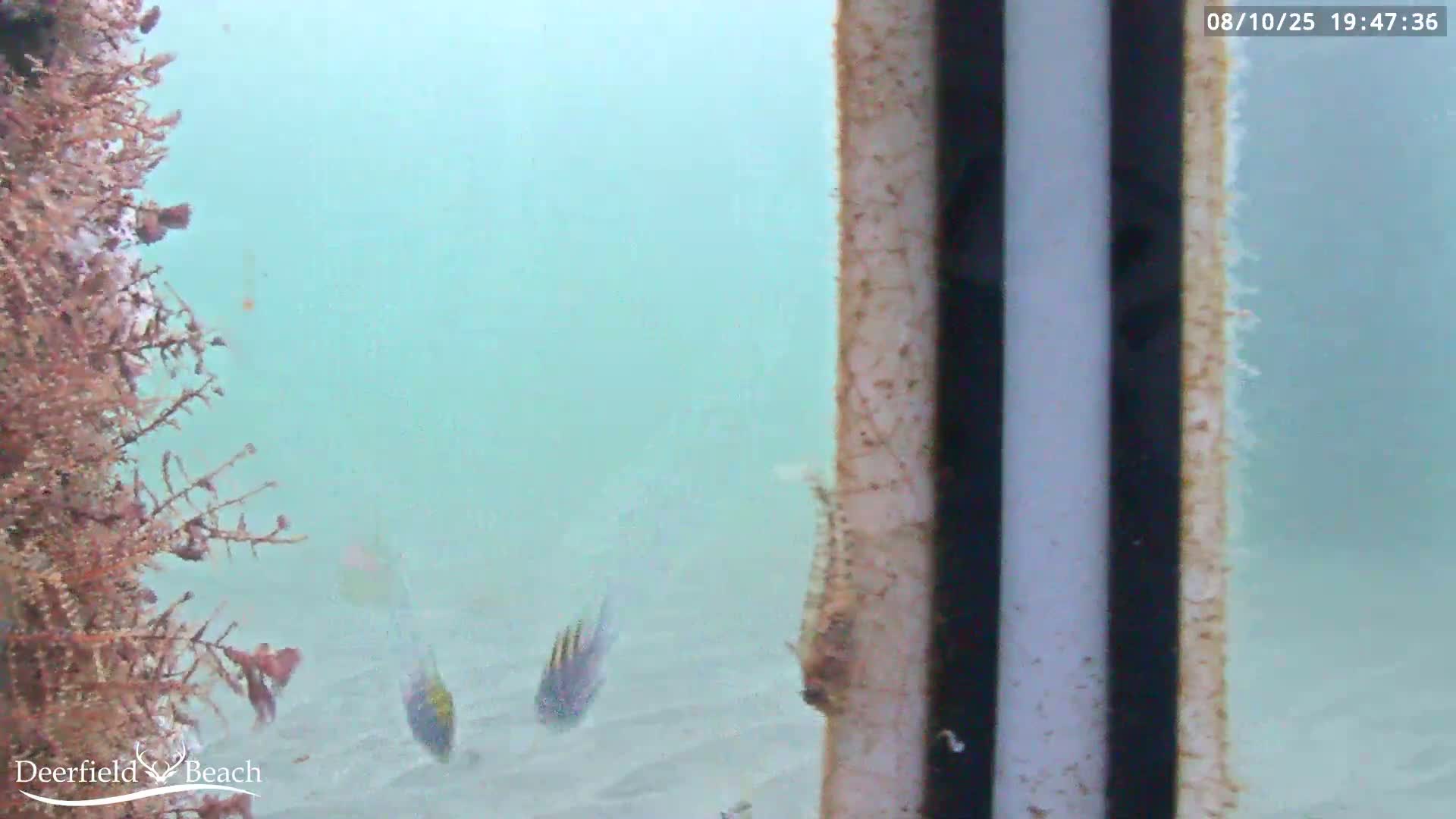 Deerfield Beach Atlantic Underwater Fish World Live Cam - Deerfield Beach, Broward, Florida, USA
