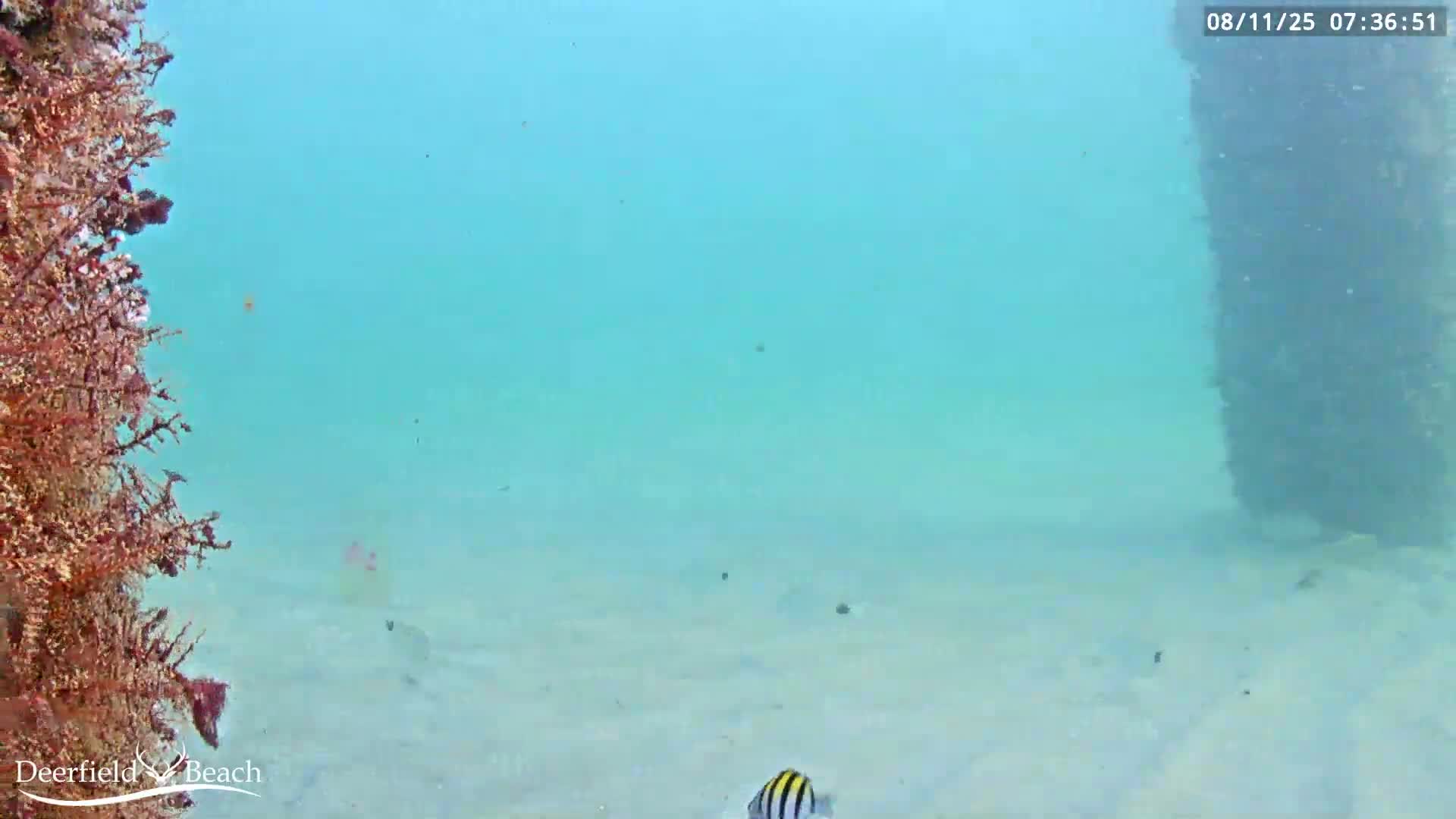 Deerfield Beach Atlantic Underwater Fish World Live Cam - Deerfield Beach, Broward, Florida, USA