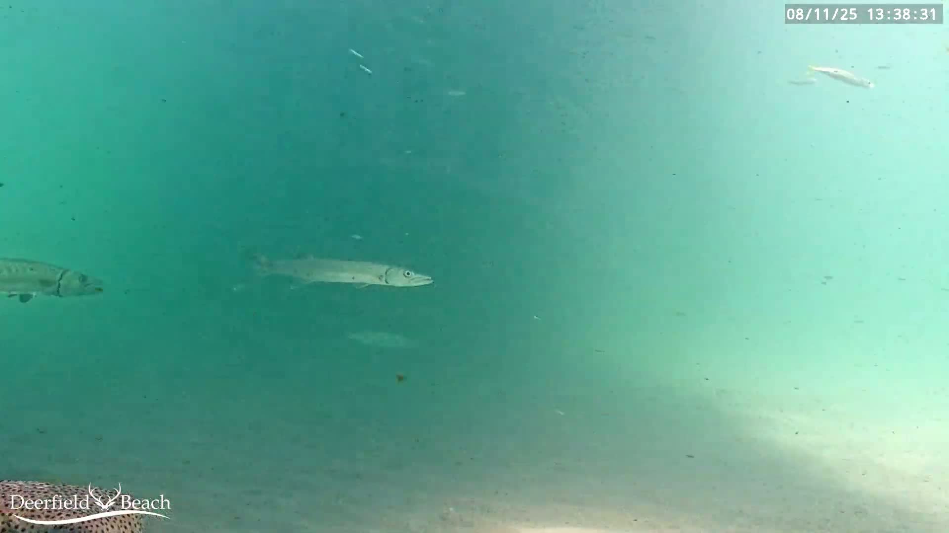 Deerfield Beach Atlantic Underwater Fish World Live Cam - Deerfield Beach, Broward, Florida, USA