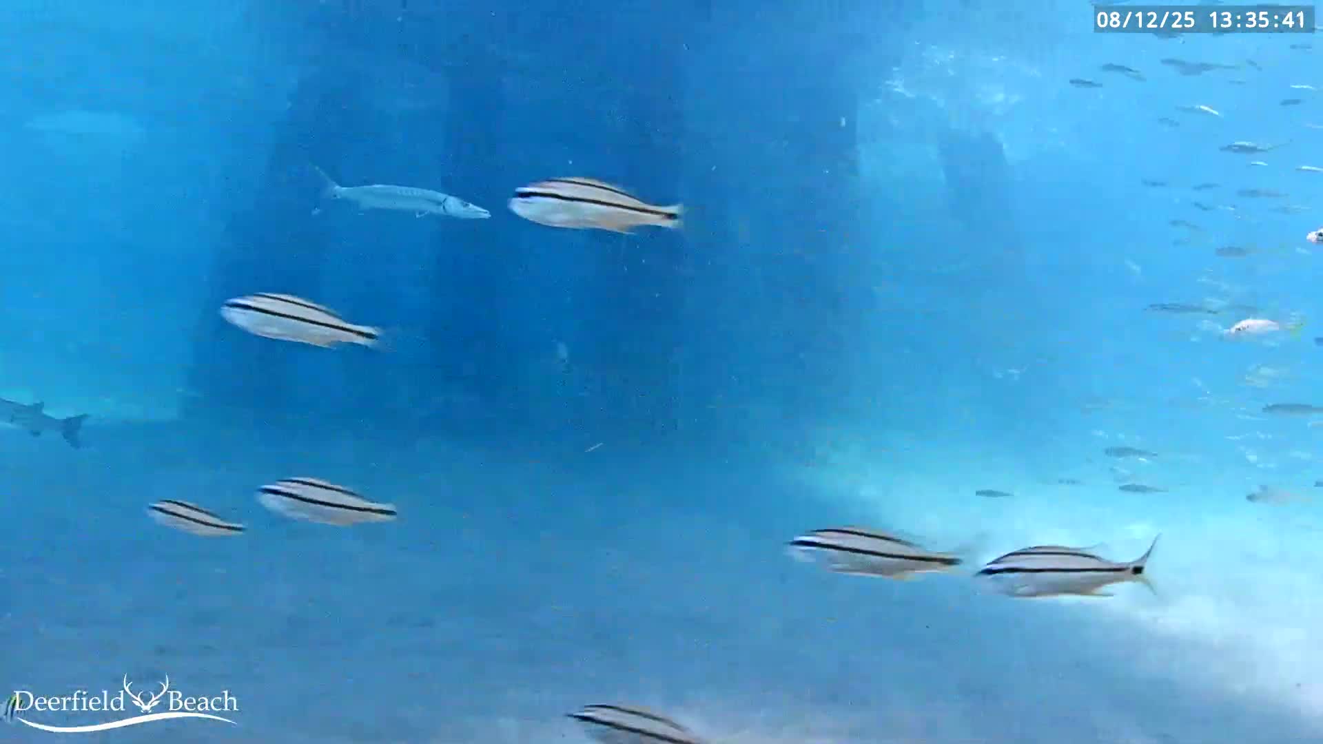 Deerfield Beach Atlantic Underwater Fish World Live Cam - Deerfield Beach, Broward, Florida, USA