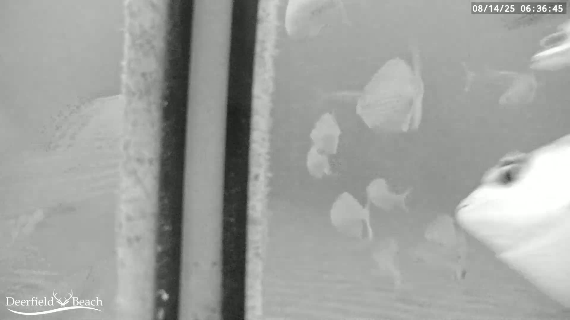 Deerfield Beach Atlantic Underwater Fish World Live Cam - Deerfield Beach, Broward, Florida, USA