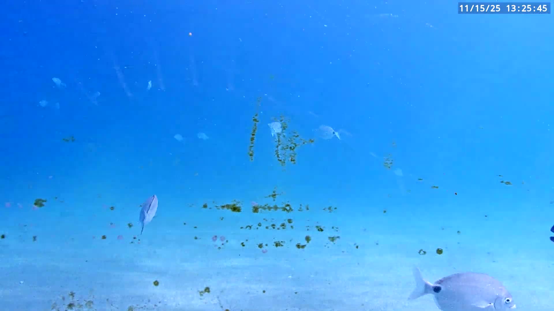 Deerfield Beach Atlantic Underwater Fish World Live Cam - Deerfield Beach, Broward, Florida, USA