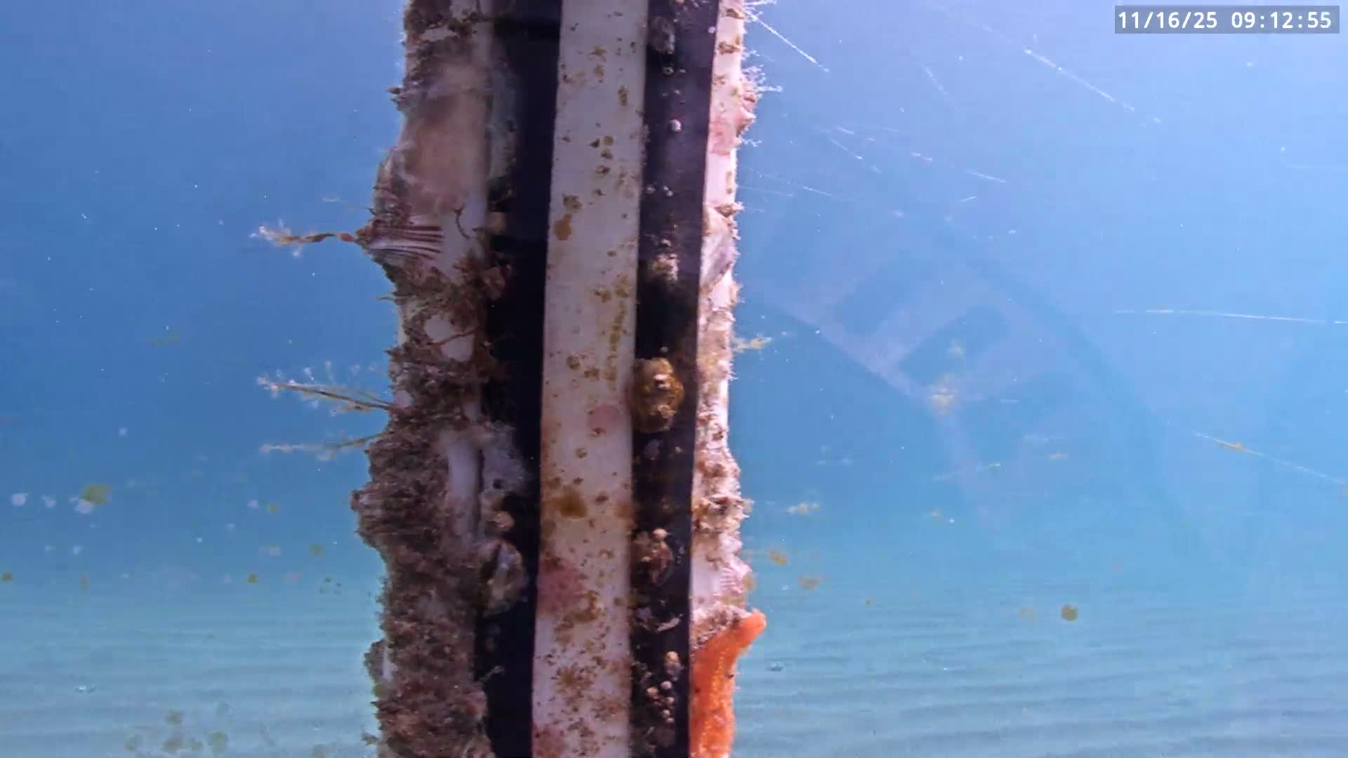 Deerfield Beach Atlantic Underwater Fish World Live Cam - Deerfield Beach, Broward, Florida, USA