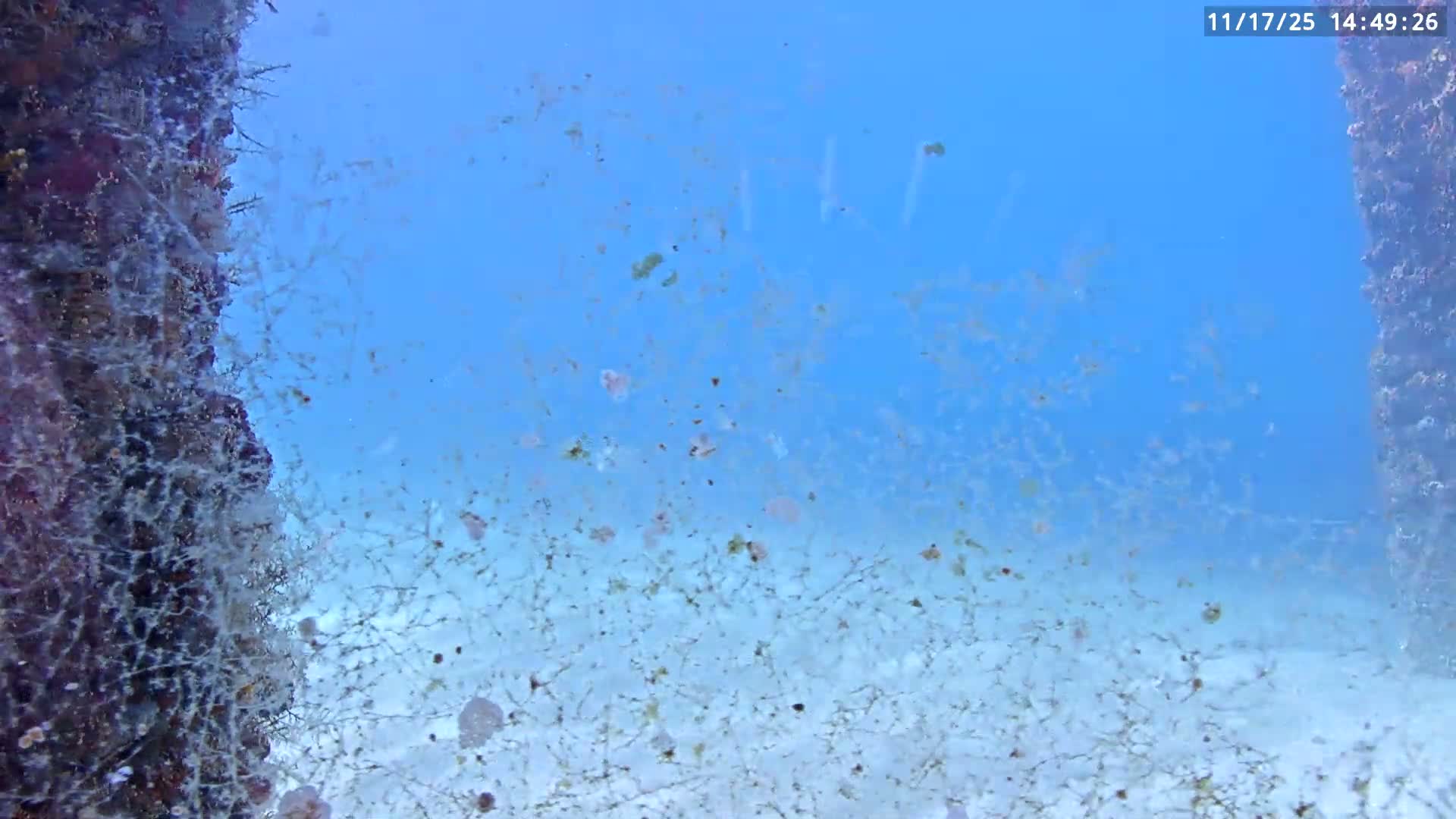 Deerfield Beach Atlantic Underwater Fish World Live Cam - Deerfield Beach, Broward, Florida, USA