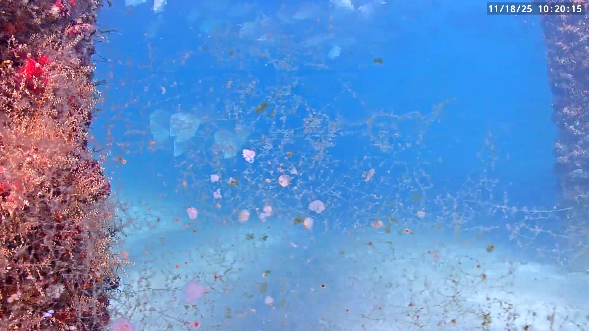 Deerfield Beach Atlantic Underwater Fish World Live Cam - Deerfield Beach, Broward, Florida, USA