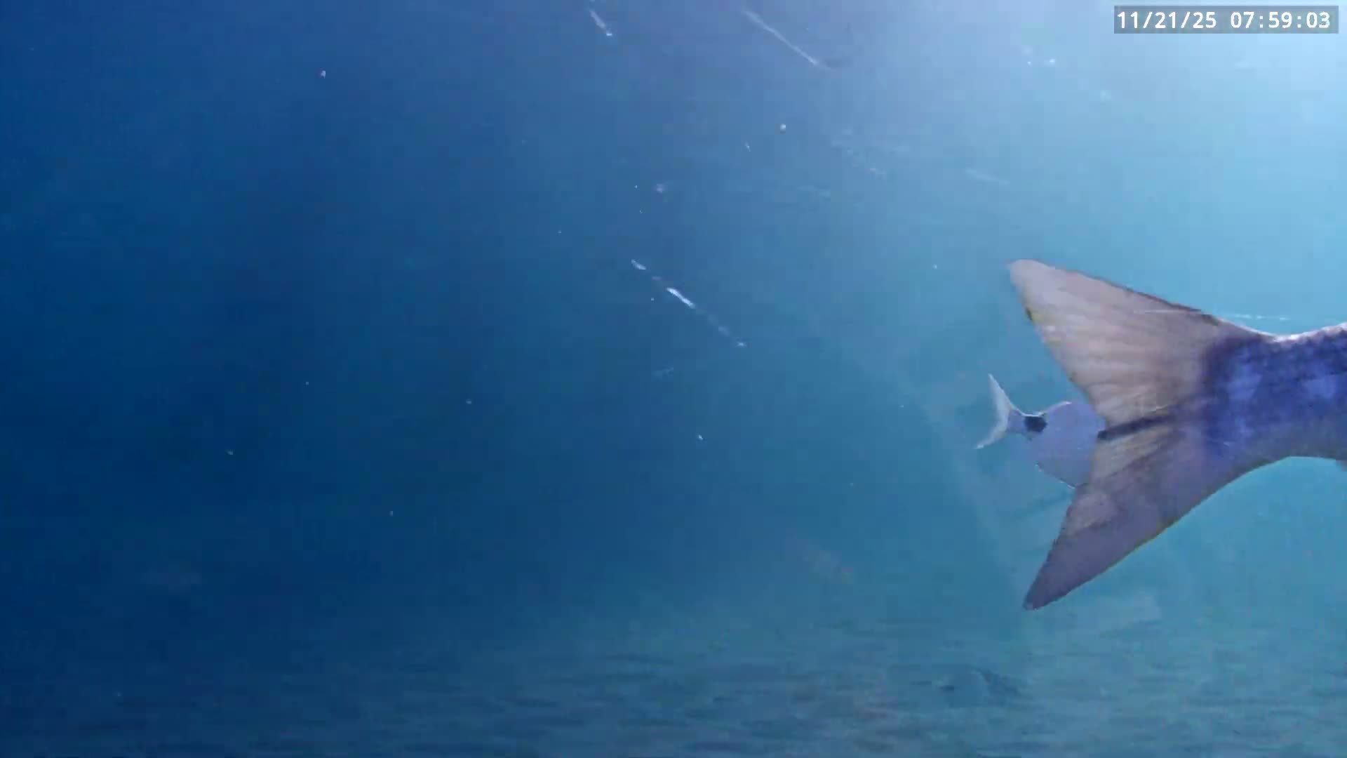 Deerfield Beach Atlantic Underwater Fish World Live Cam - Deerfield Beach, Broward, Florida, USA