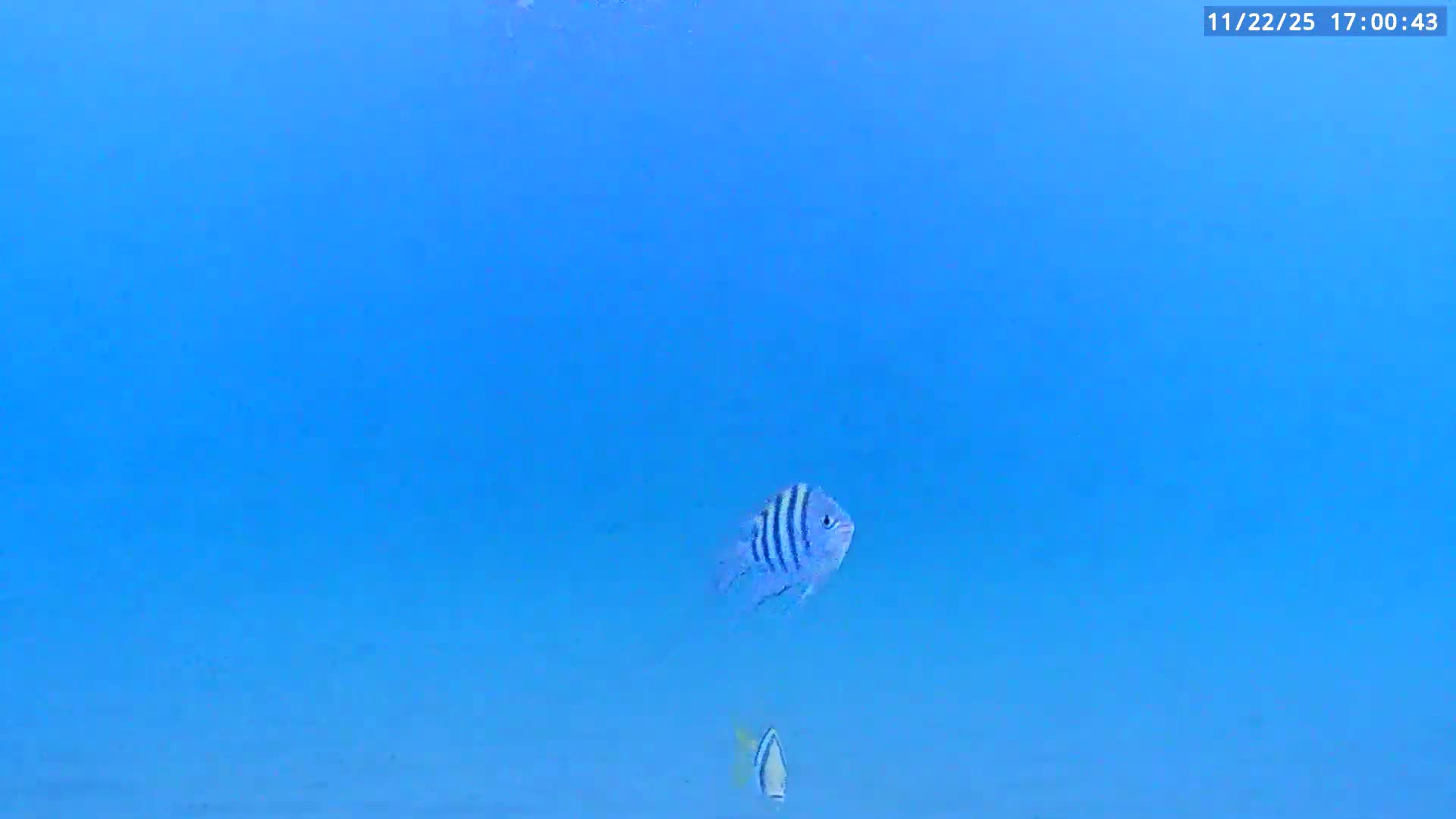 Deerfield Beach Atlantic Underwater Fish World Live Cam - Deerfield Beach, Broward, Florida, USA