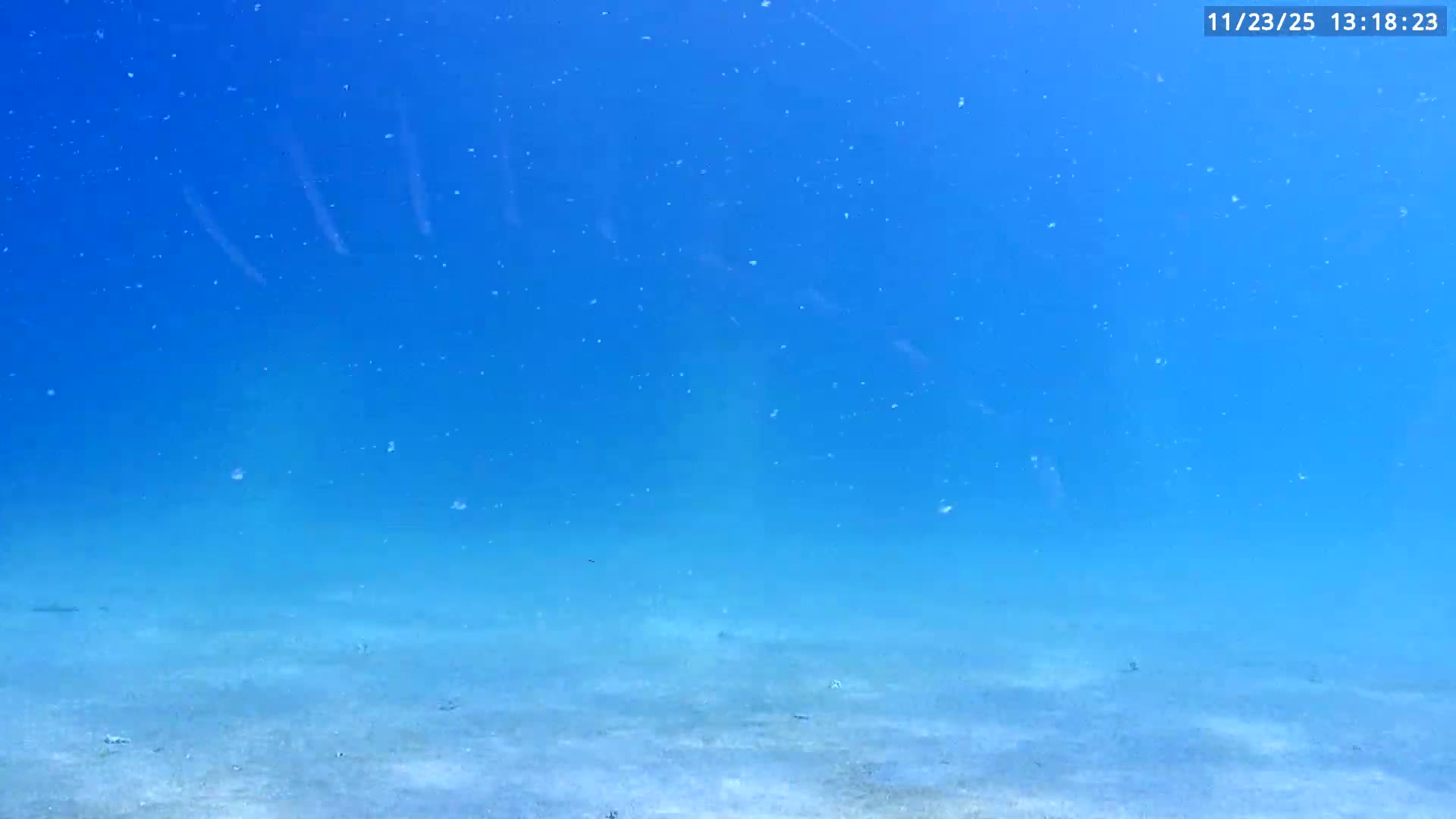 Deerfield Beach Atlantic Underwater Fish World Live Cam - Deerfield Beach, Broward, Florida, USA