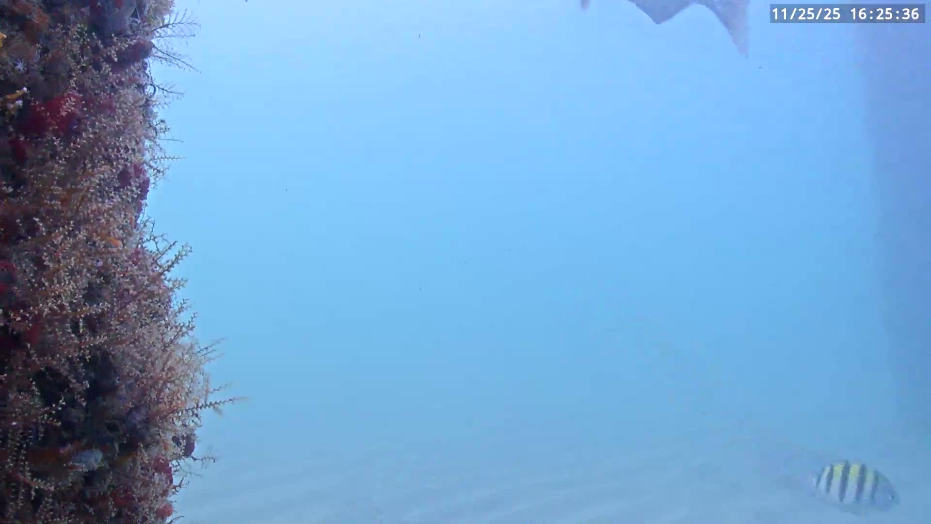 Deerfield Beach Atlantic Underwater Fish World Live Cam - Deerfield Beach, Broward, Florida, USA